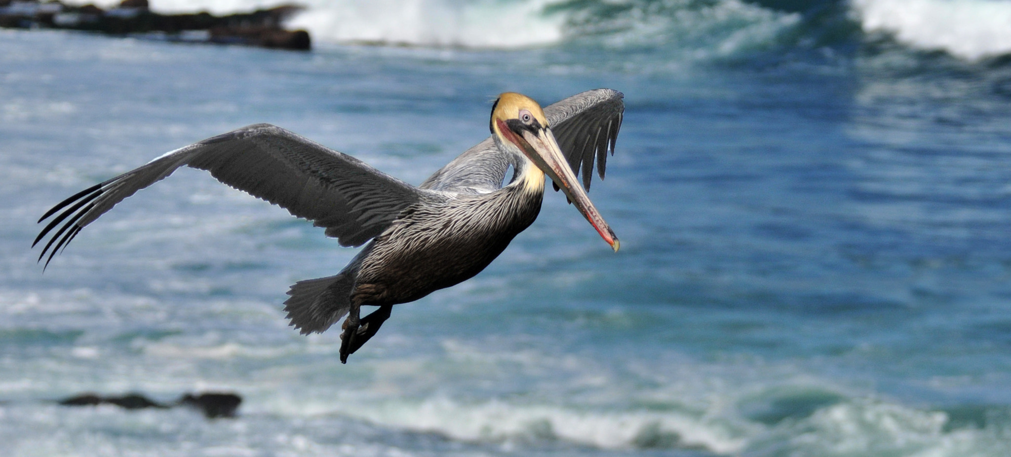 Nikon D300S sample photo. California pelican photography
