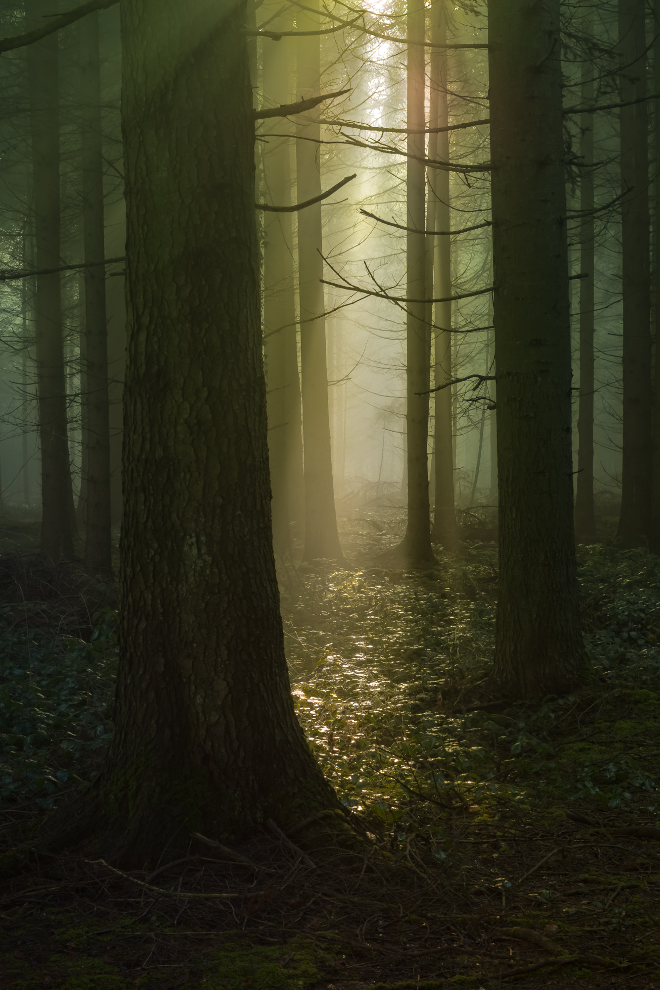 Sony SLT-A77 + Sony DT 35mm F1.8 SAM sample photo. Wald photography