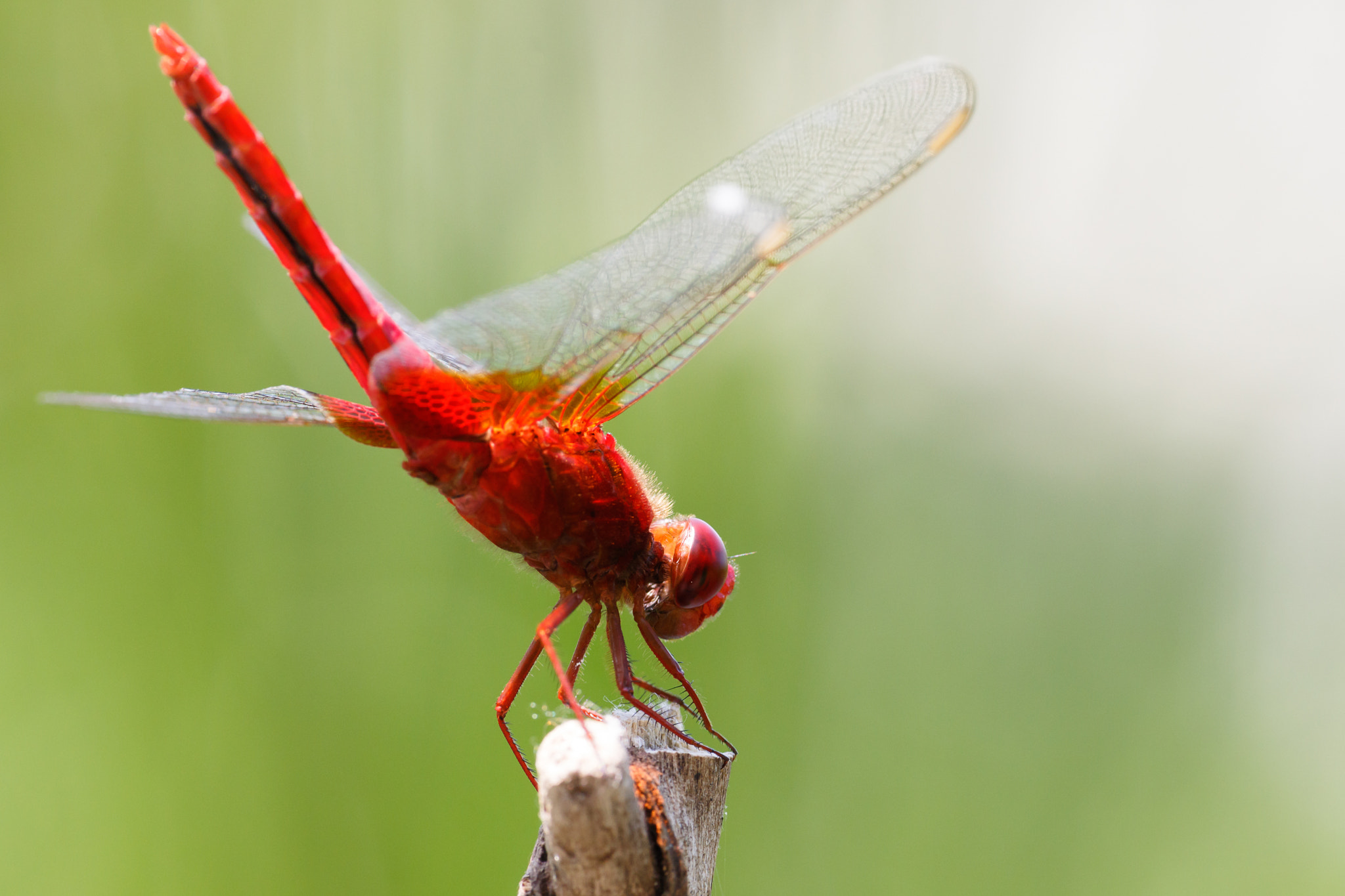 Sigma APO Macro 180mm F2.8 EX DG OS HSM sample photo. Crocothemis servilia photography