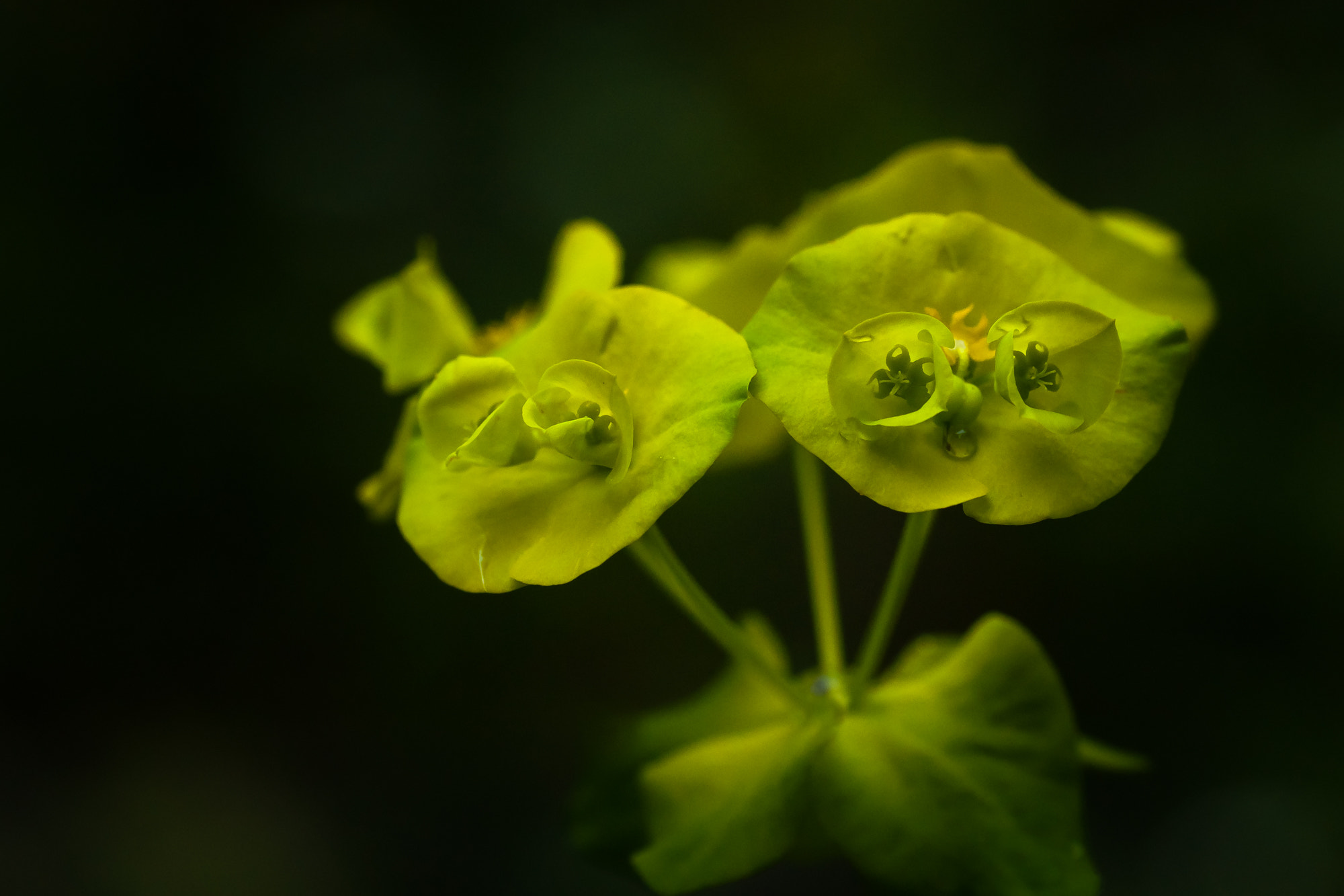 Sony Alpha DSLR-A700 + Minolta AF 100mm F2.8 Macro [New] sample photo. Blütenzauber photography