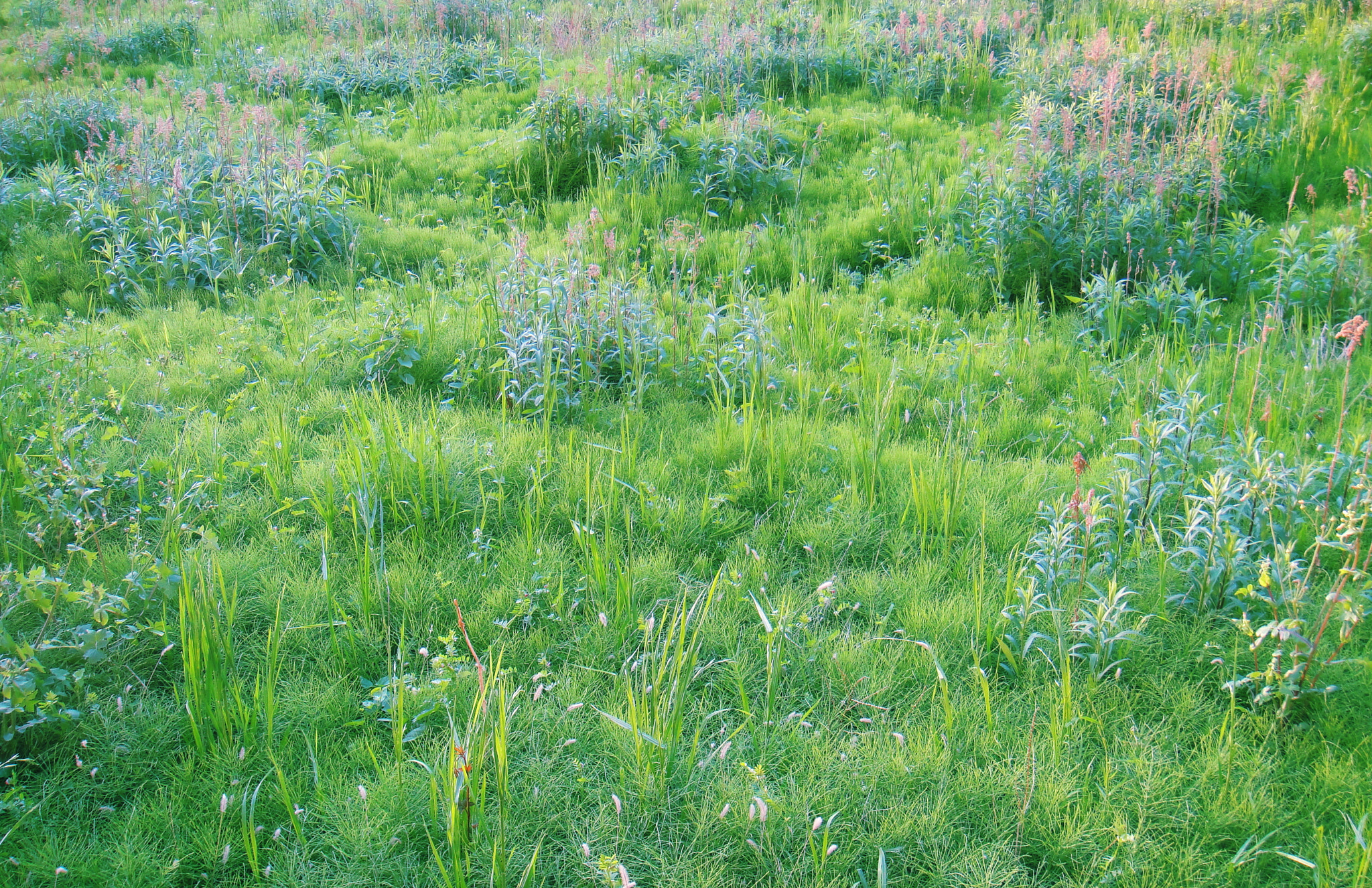 Sony DSC-T900 sample photo. Grass photography