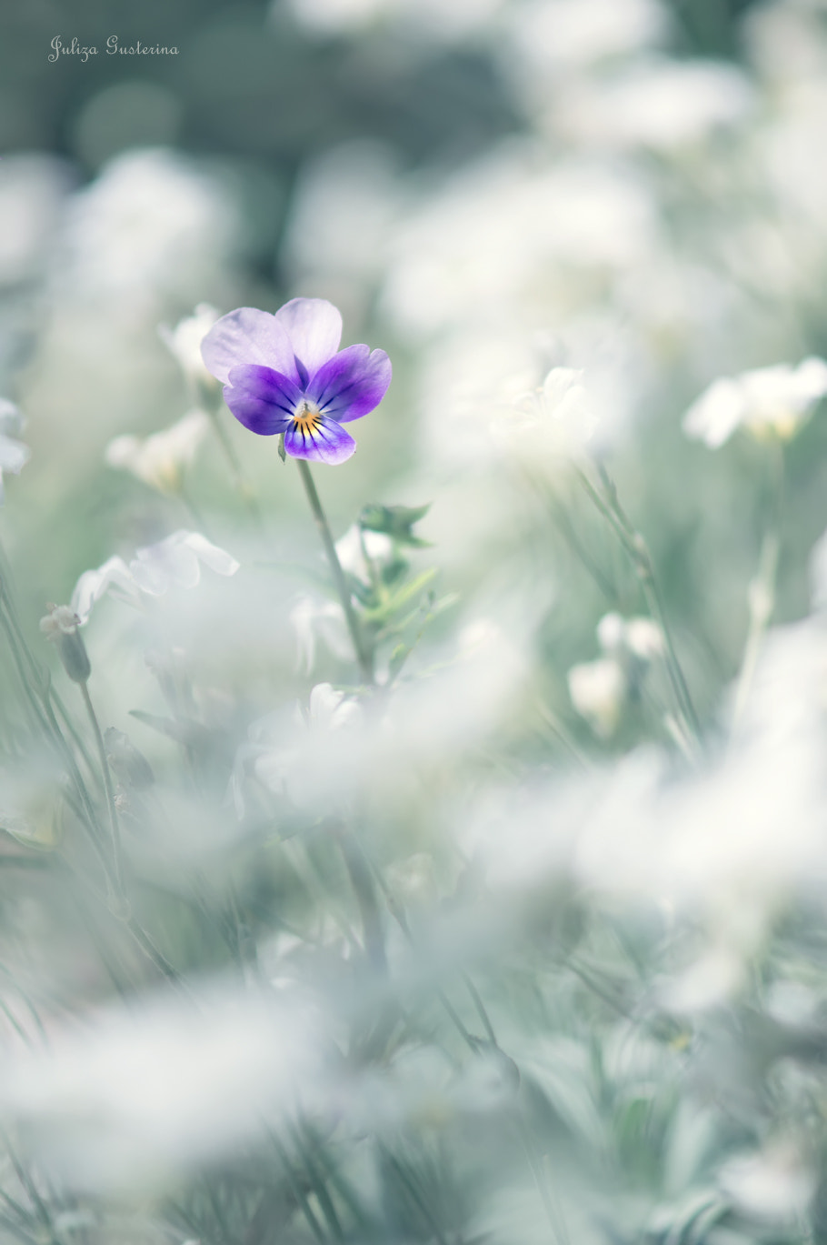 Nikon AF-S Micro-Nikkor 105mm F2.8G IF-ED VR sample photo. Violet photography