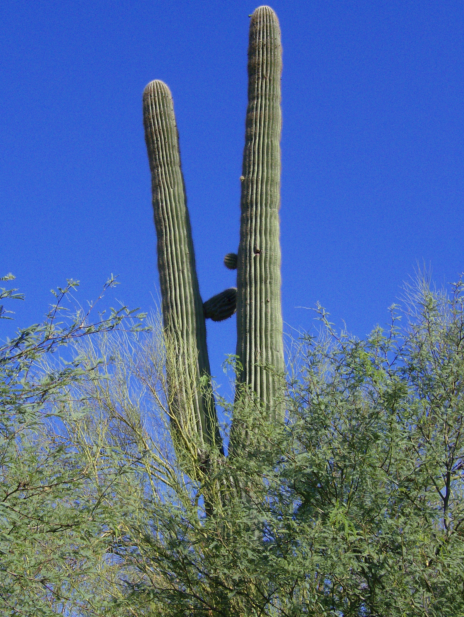 HP Photosmart M627 sample photo. Majestic saguaro photography