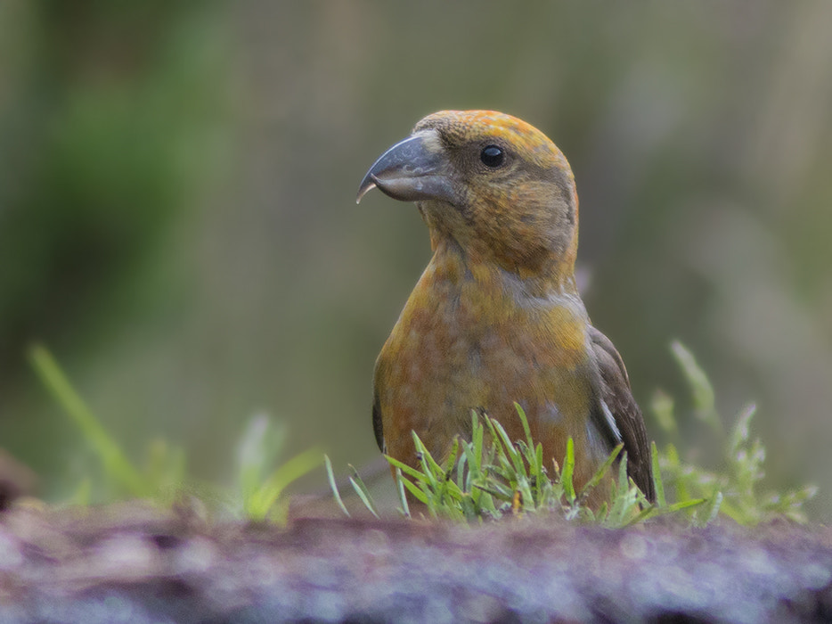 Canon EF 300mm F4L IS USM sample photo. Kruisbek / red crossbill photography