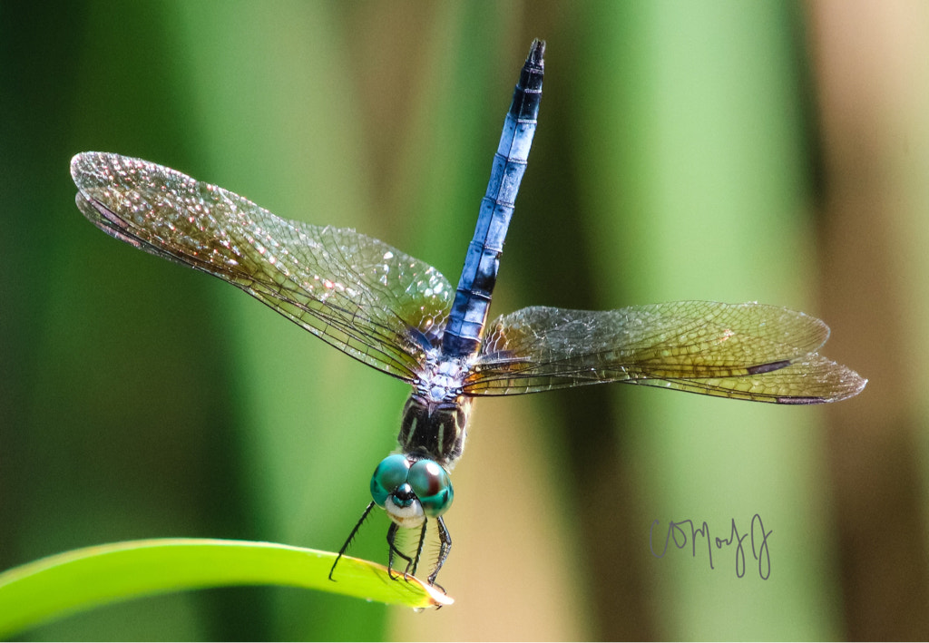 Canon EOS 760D (EOS Rebel T6s / EOS 8000D) + Canon 200-500mm sample photo. I got my eyes on you photography