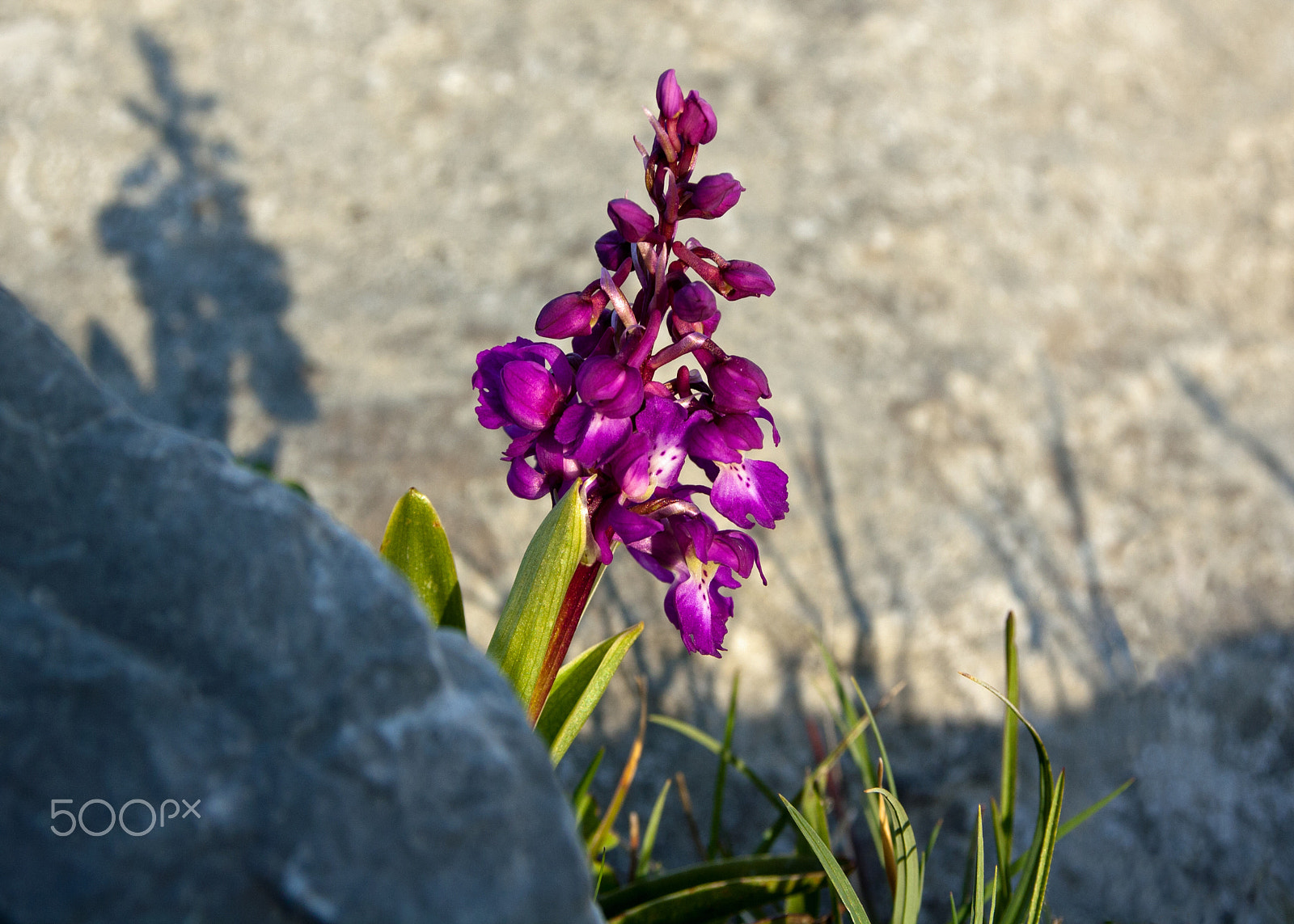 Canon EOS 1000D (EOS Digital Rebel XS / EOS Kiss F) + Sigma 17-70mm F2.8-4 DC Macro OS HSM | C sample photo. Purple orchid photography