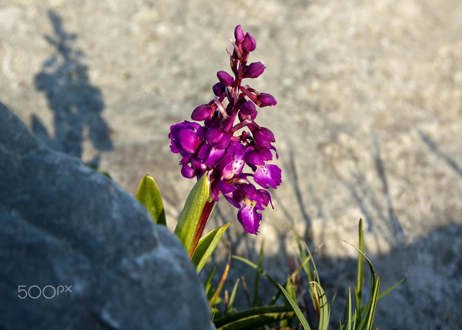 Canon EOS 1000D (EOS Digital Rebel XS / EOS Kiss F) sample photo. Purple orchid photography