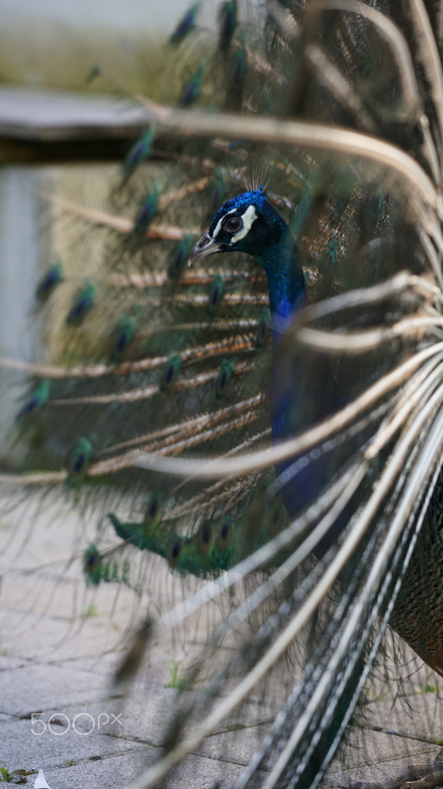 Sony a7 II + Sony FE 70-200mm F4 G OSS sample photo. Peacock showing his plumage photography