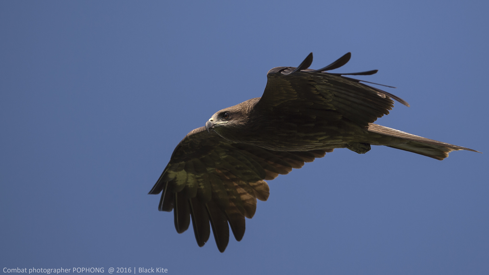 Nikon AF-S Nikkor 600mm F4E FL ED VR sample photo. Black kite photography
