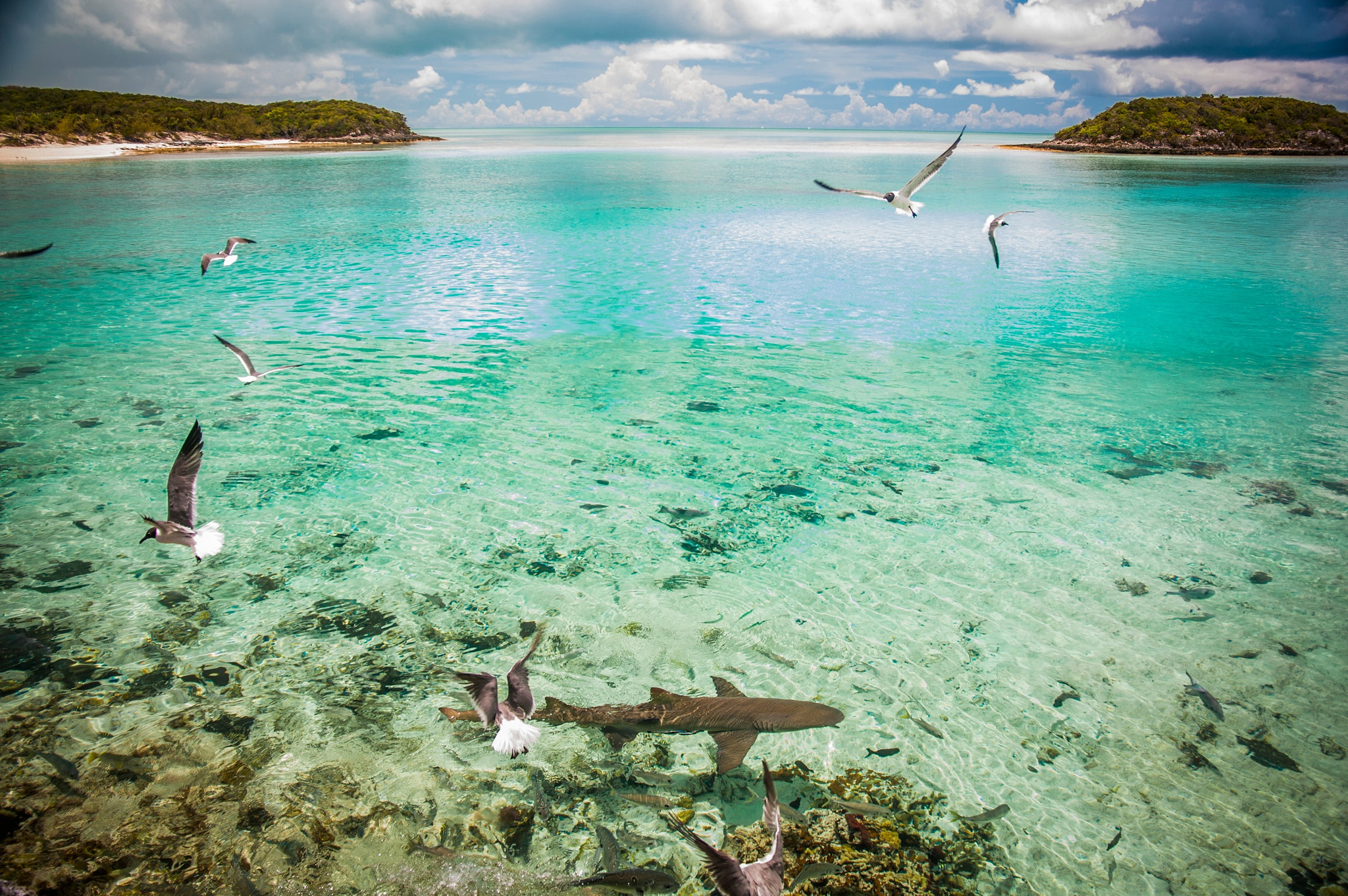 Nikon D300S sample photo. Xuma, bahamas. sharks & birds. photography