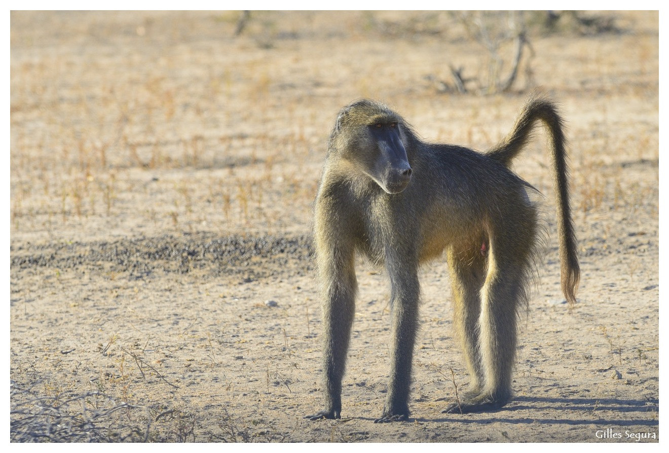 Nikon D800 + AF-S Nikkor 300mm f/2.8D IF-ED sample photo. Ride  in south africa photography