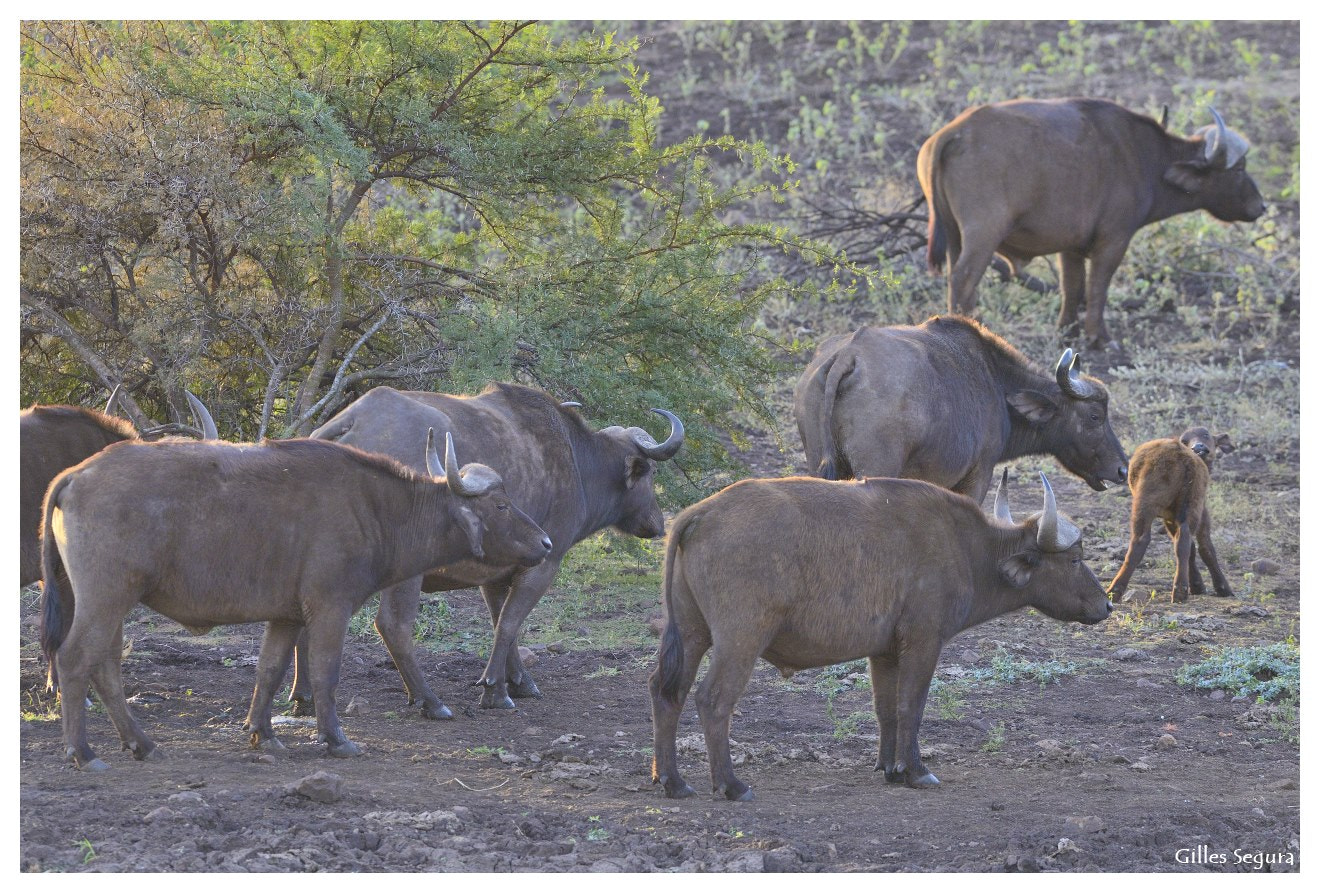 Nikon D800 sample photo. Ride  in south africa photography