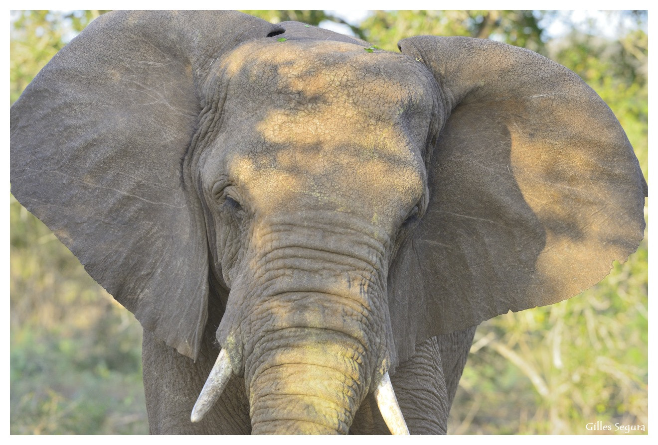 Nikon D800 + AF-S Nikkor 300mm f/2.8D IF-ED sample photo. Ride  in south africa photography