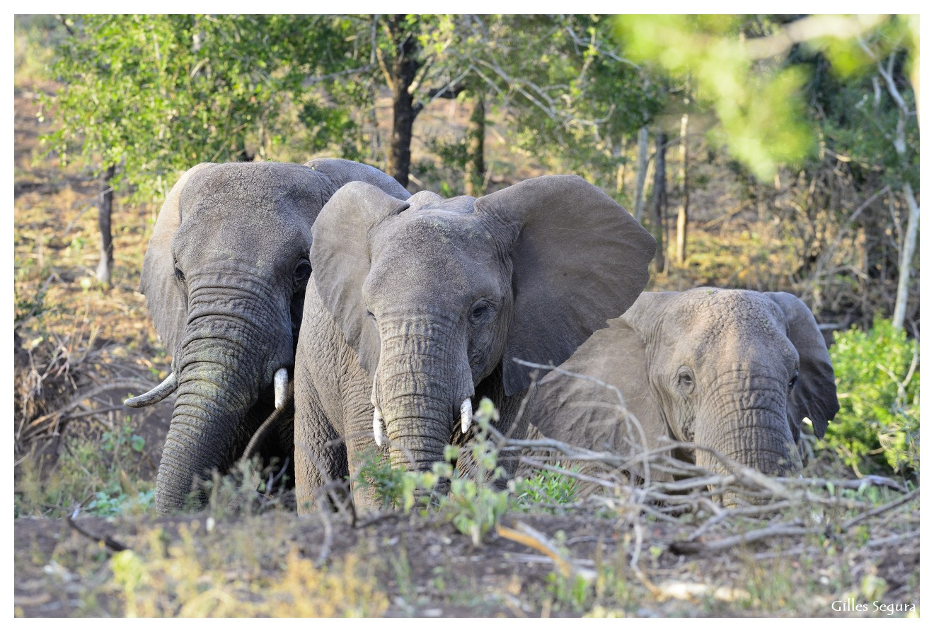 AF-S Nikkor 300mm f/2.8D IF-ED sample photo. Ride  in south africa photography