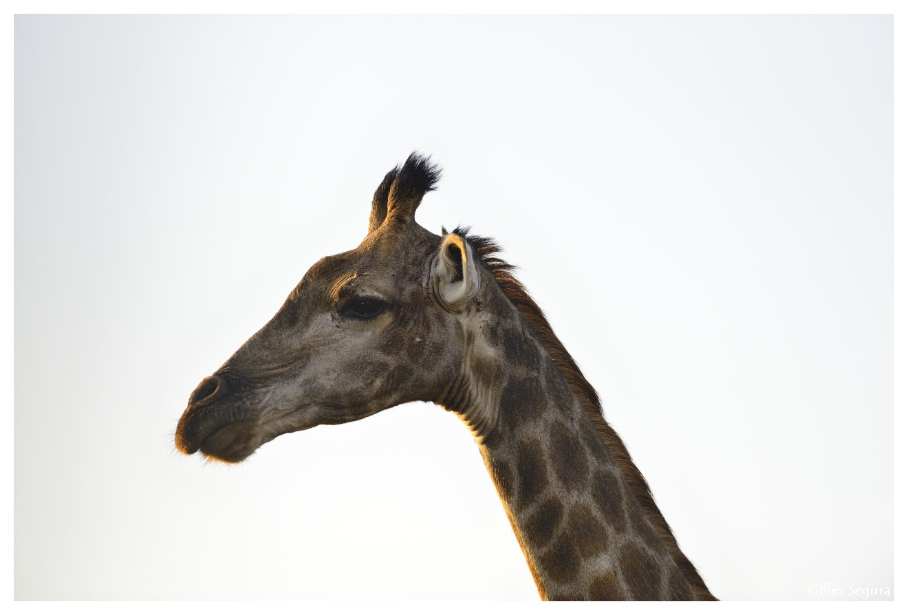 AF-S Nikkor 300mm f/2.8D IF-ED sample photo. Ride  in south africa photography