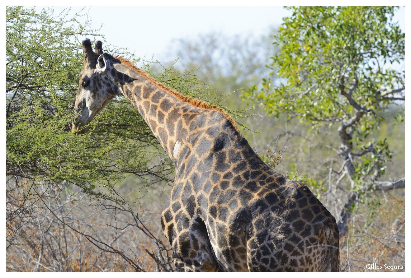AF-S Nikkor 300mm f/2.8D IF-ED + TC-14E sample photo. Ride  in south africa photography