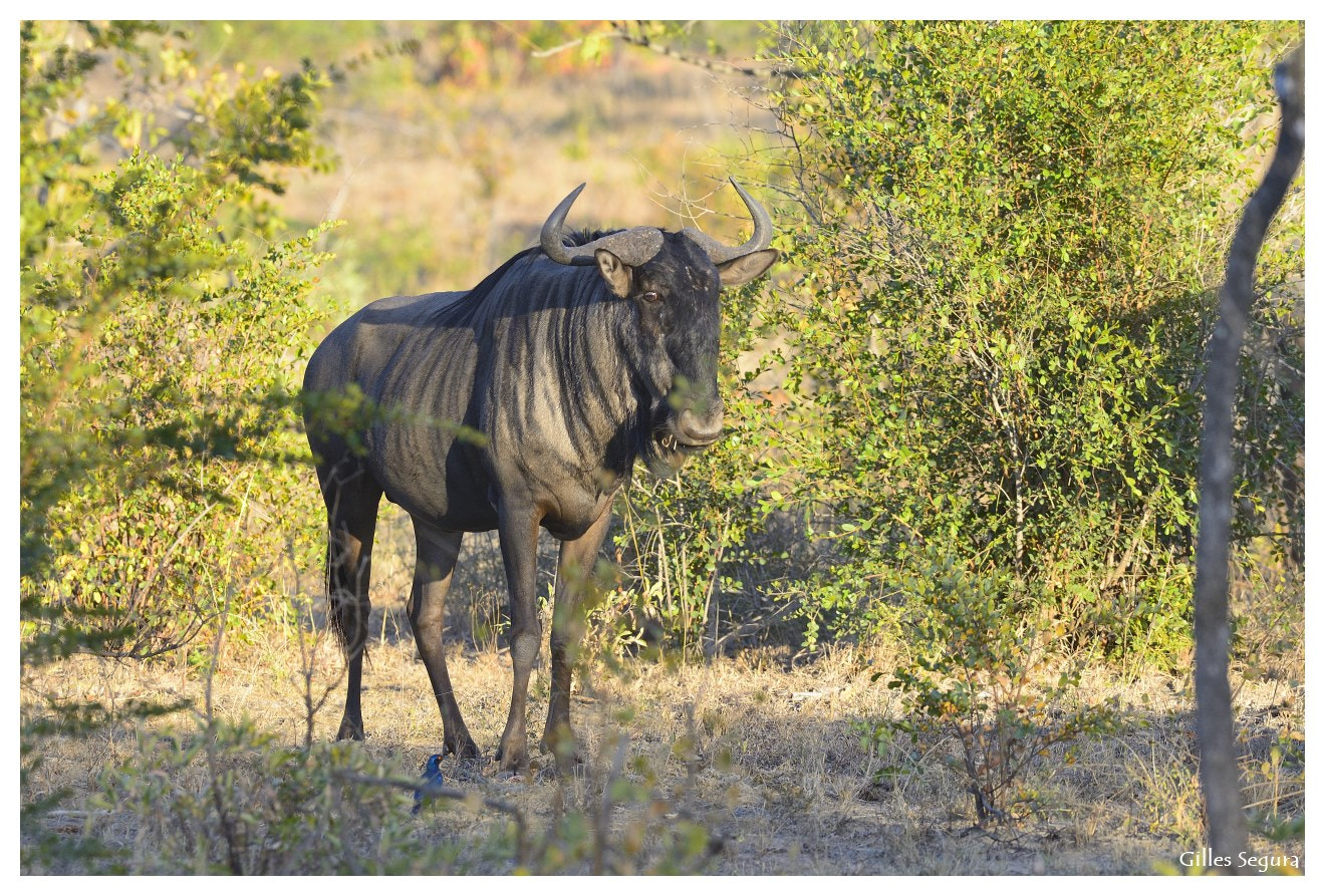 AF-S Nikkor 300mm f/2.8D IF-ED sample photo. Ride  in south africa photography