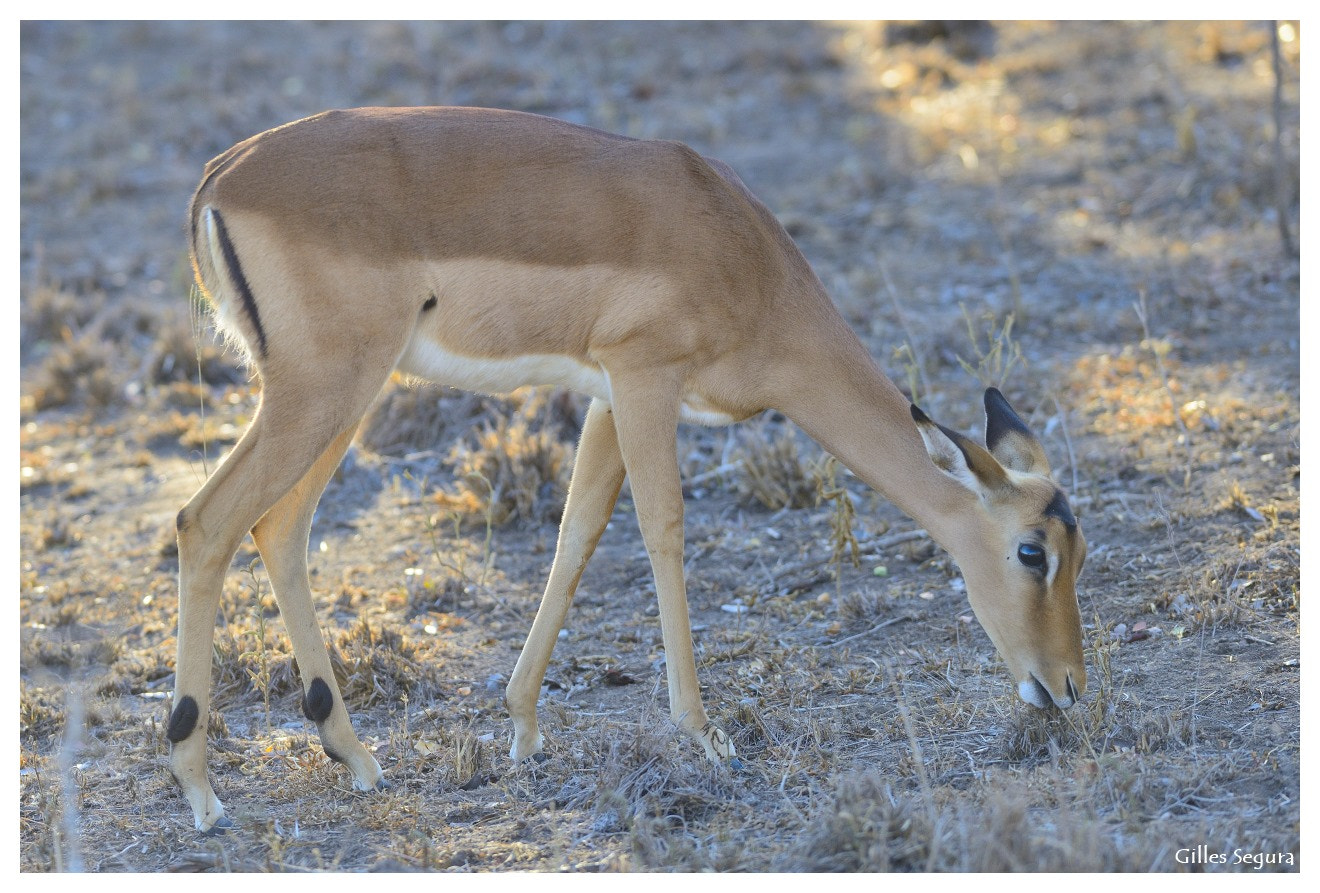 AF-S Nikkor 300mm f/2.8D IF-ED sample photo. Ride  in south africa photography