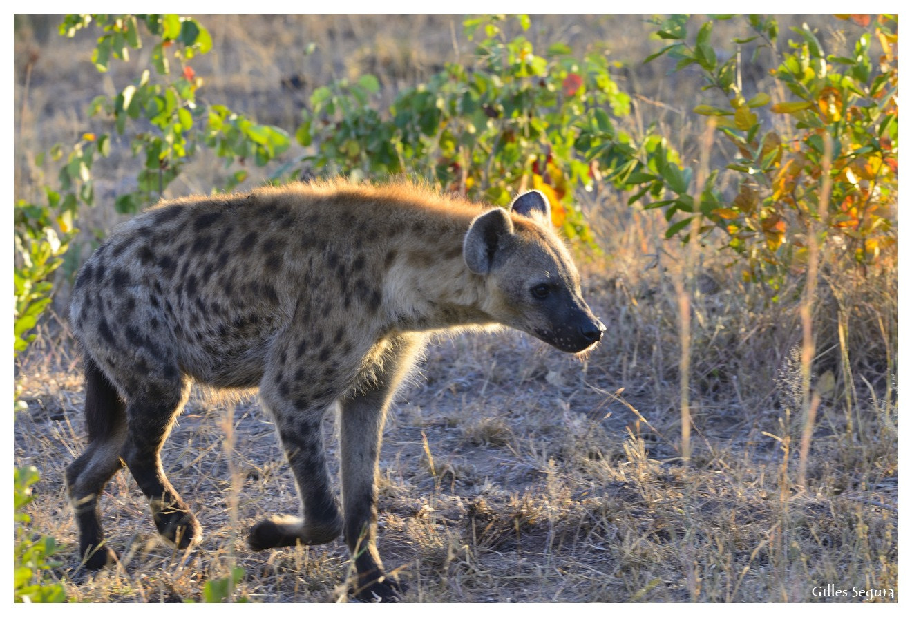 Nikon D800 + AF-S Nikkor 300mm f/2.8D IF-ED sample photo. Ride  in south africa photography