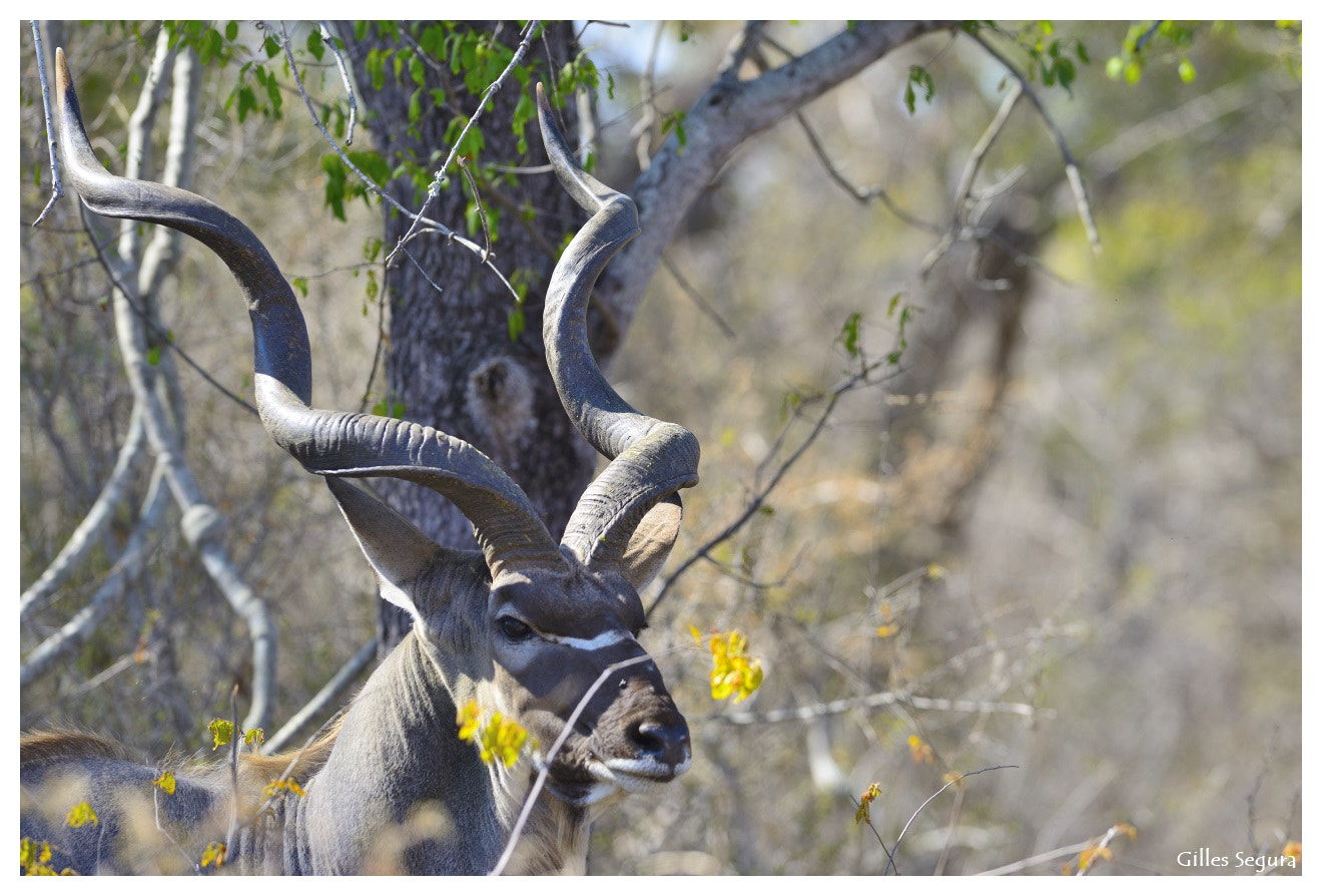 AF-S Nikkor 300mm f/2.8D IF-ED sample photo. Ride  in south africa photography