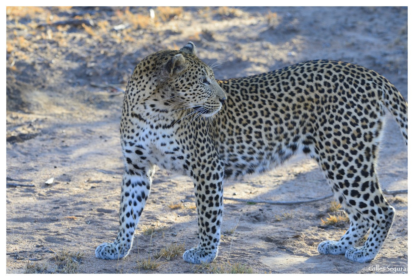 AF-S Nikkor 300mm f/2.8D IF-ED sample photo. Ride  in south africa photography