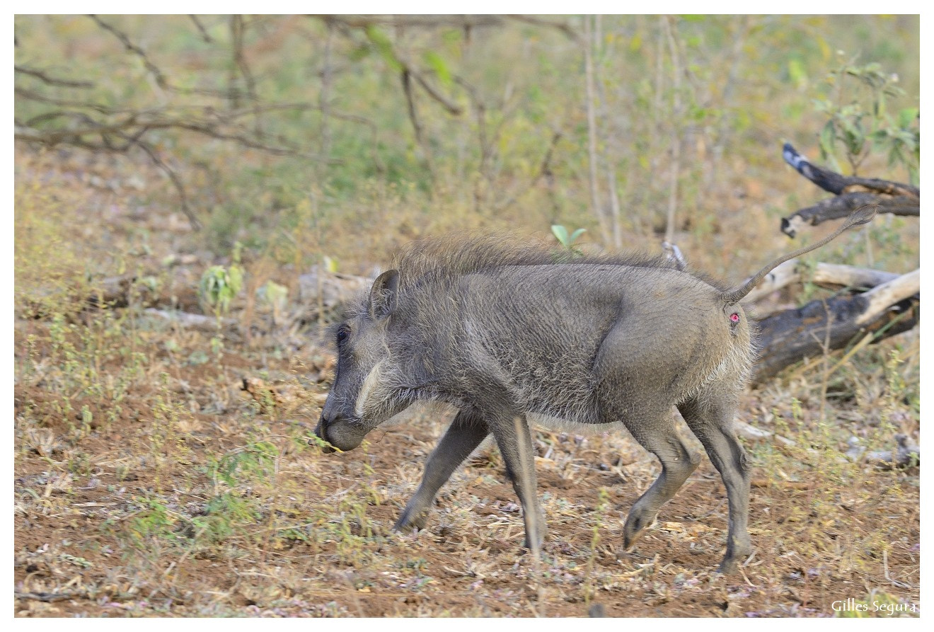 AF-S Nikkor 300mm f/2.8D IF-ED sample photo. Ride  in south africa photography