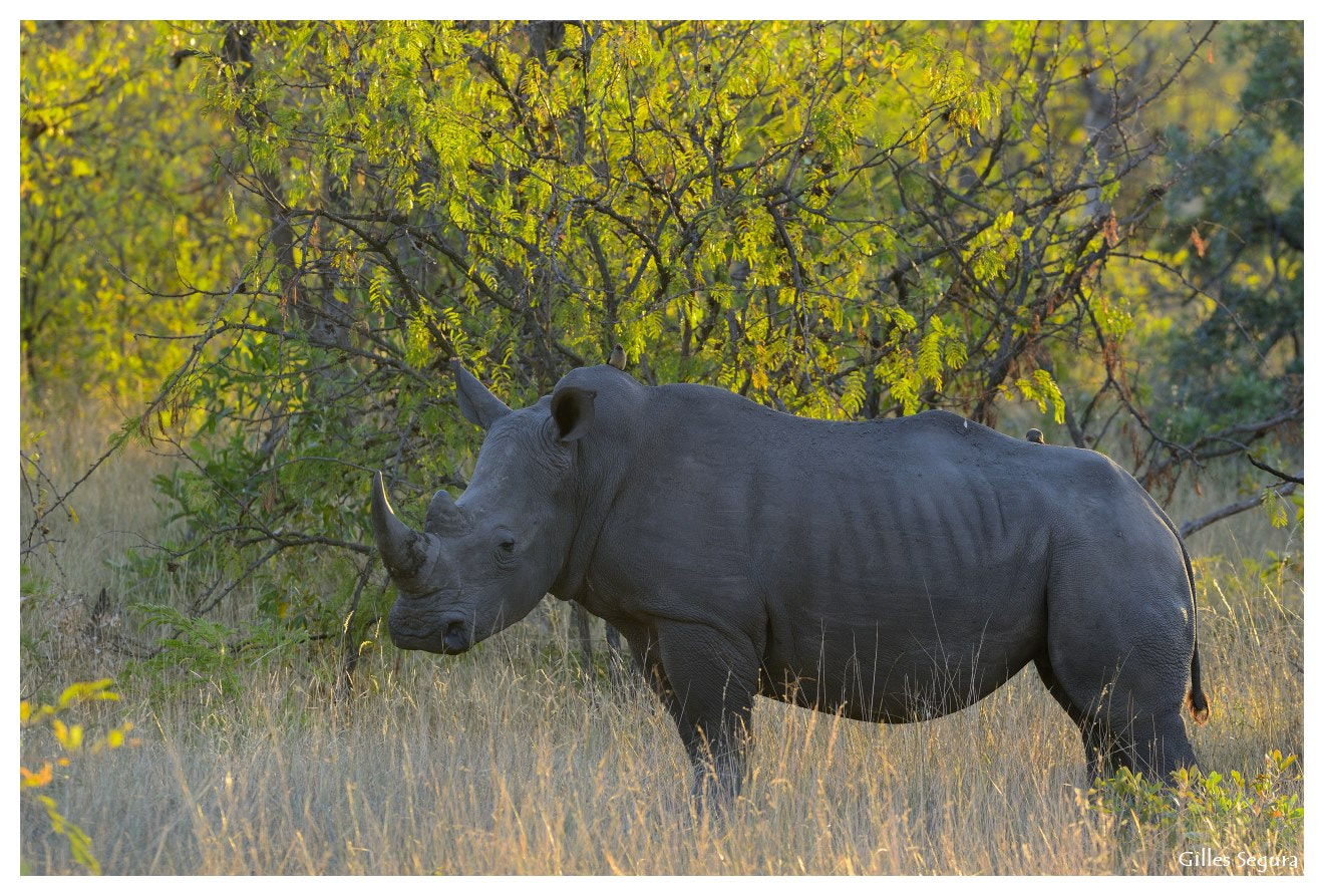 AF-S Nikkor 300mm f/2.8D IF-ED sample photo. Ride  in south africa photography