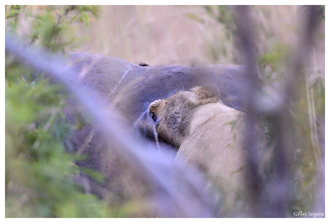 AF-S Nikkor 300mm f/2.8D IF-ED sample photo. Ride  in south africa photography