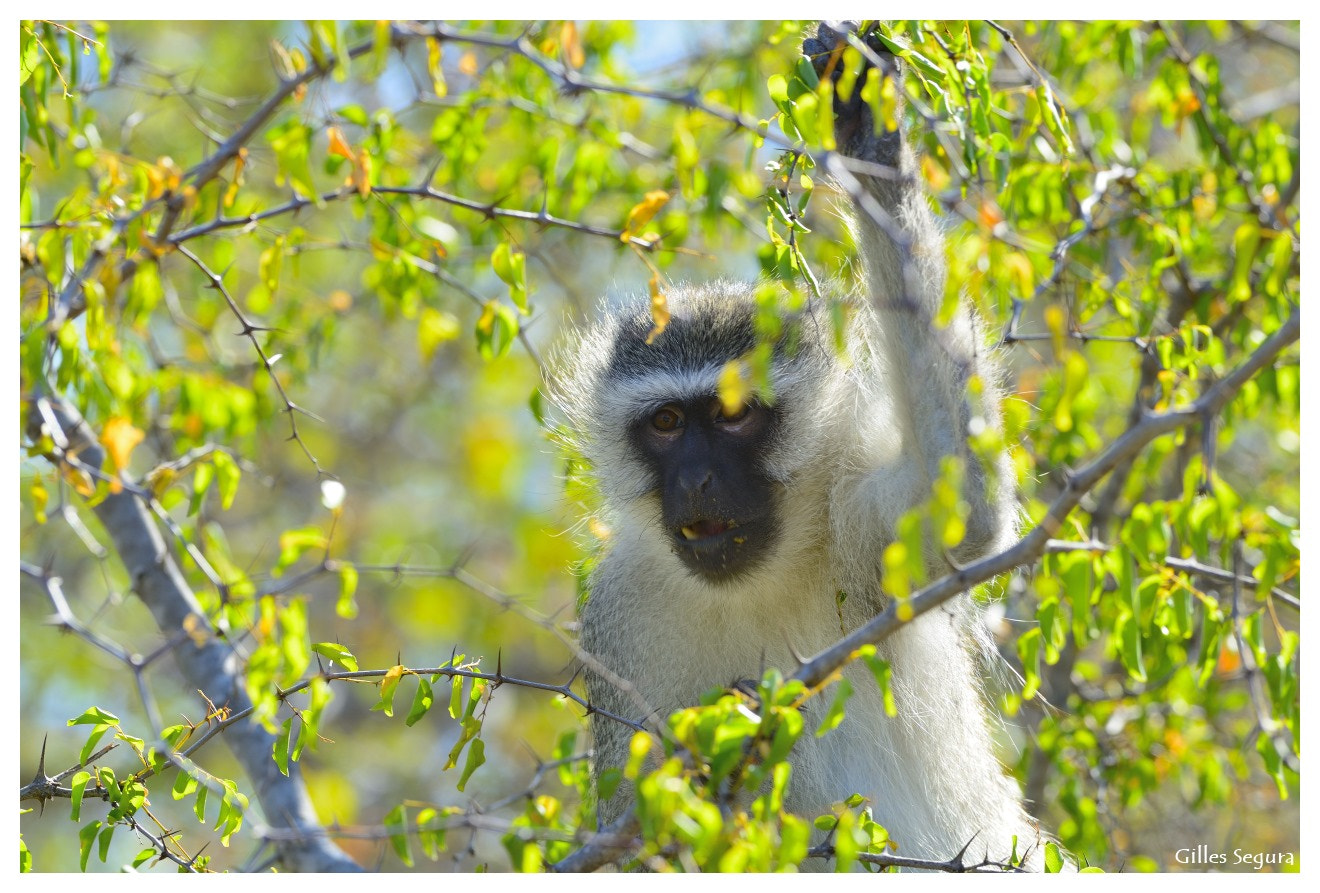 Nikon D800 + AF-S Nikkor 300mm f/2.8D IF-ED sample photo. Ride  in south africa photography