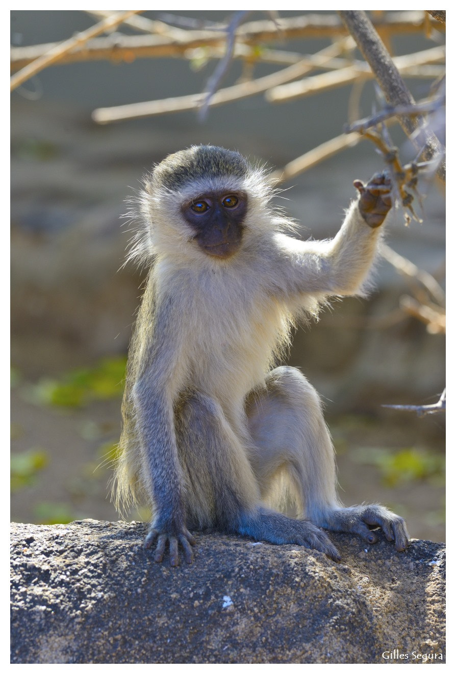 Nikon D800 + AF-S Nikkor 300mm f/2.8D IF-ED sample photo. Ride  in south africa photography