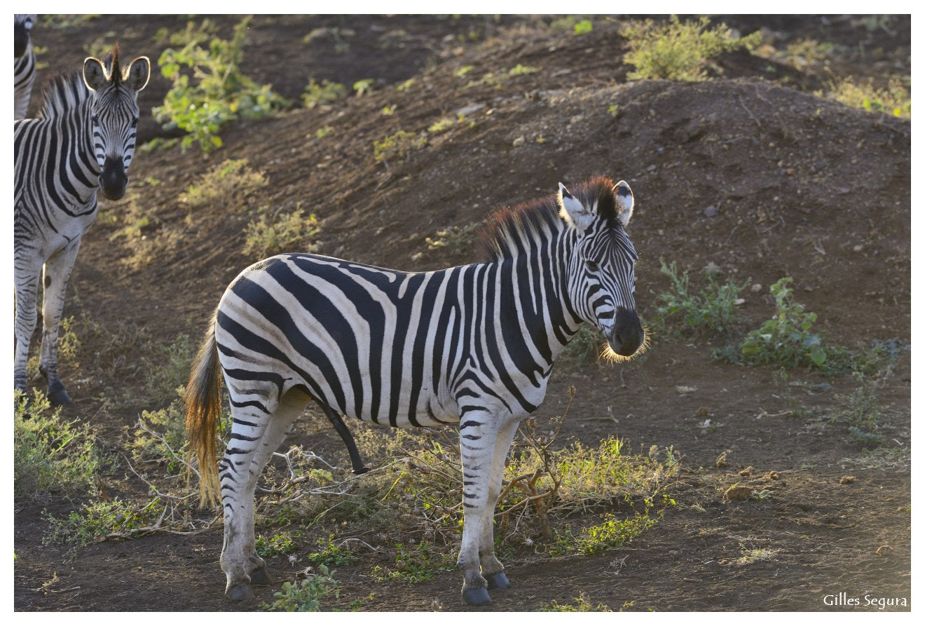 AF-S Nikkor 300mm f/2.8D IF-ED sample photo. Ride  in south africa photography