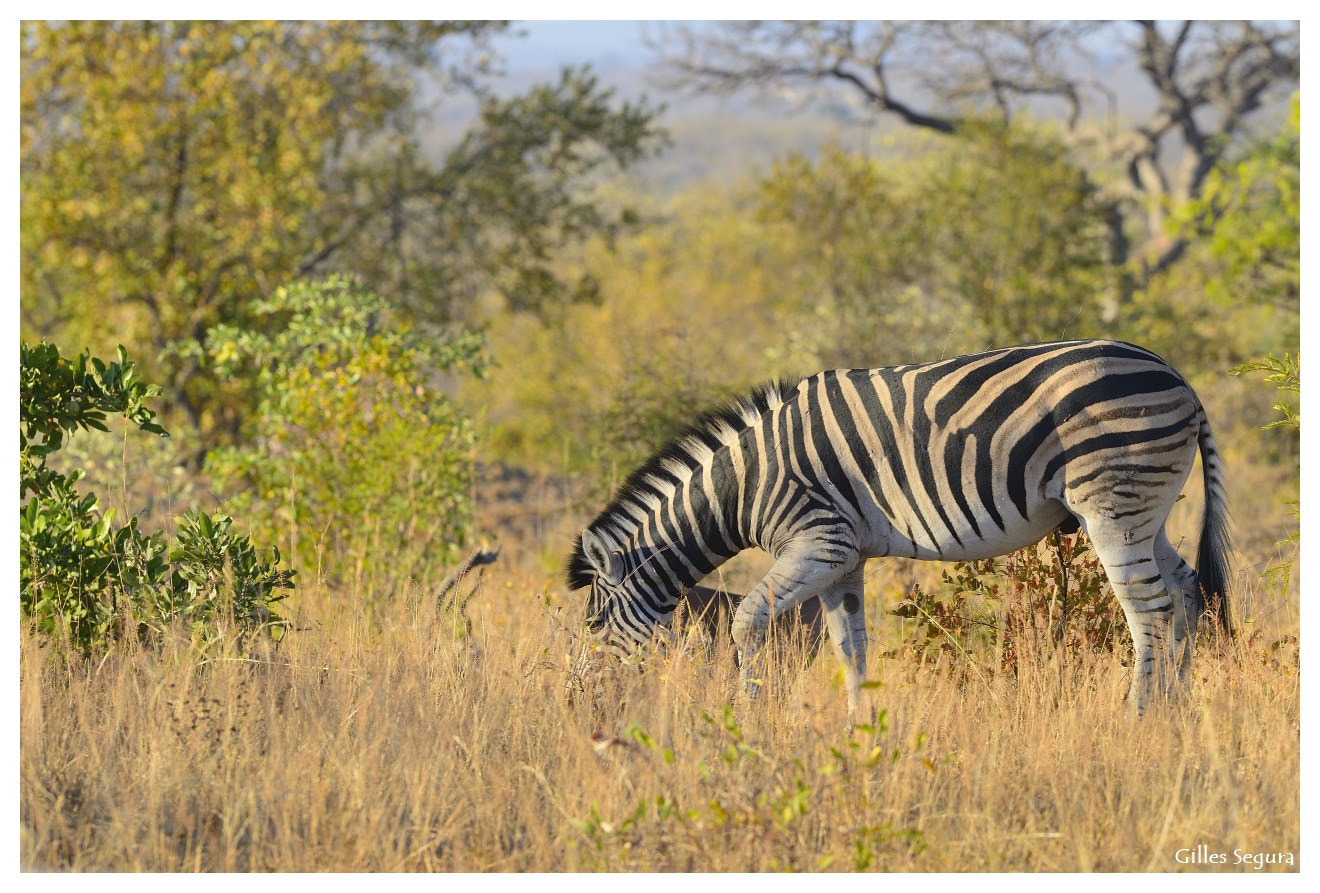 Nikon D800 sample photo. Ride  in south africa photography