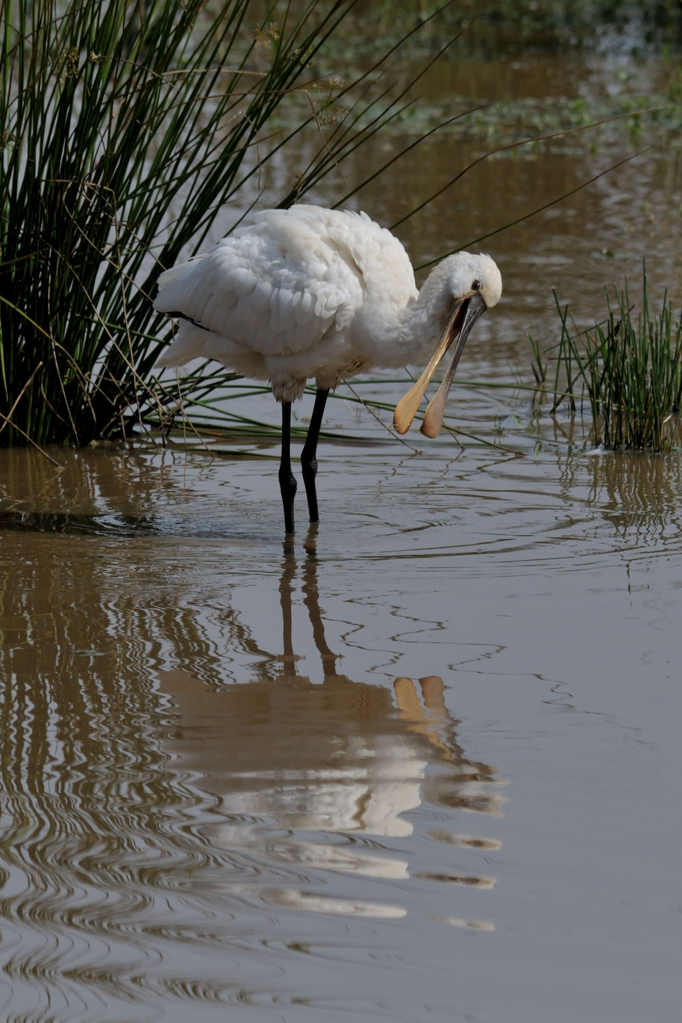 Nikon D300S sample photo. Eurasian spoonbill photography