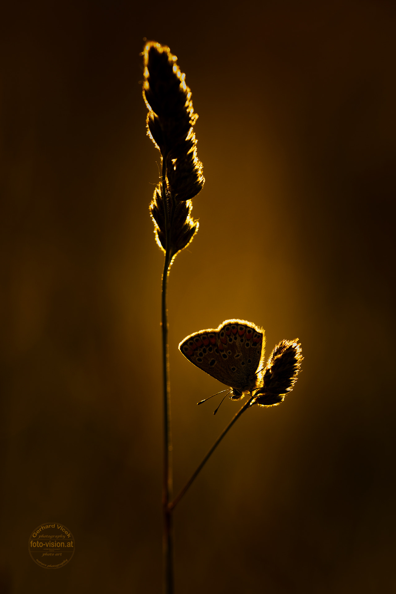 Sigma APO Macro 150mm f/2.8 EX DG HSM sample photo. Backlight photography