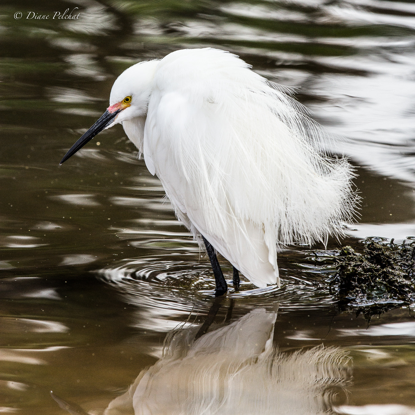 Canon EOS 60D + Canon EF 300mm F2.8L IS II USM sample photo. Snowy egret photography