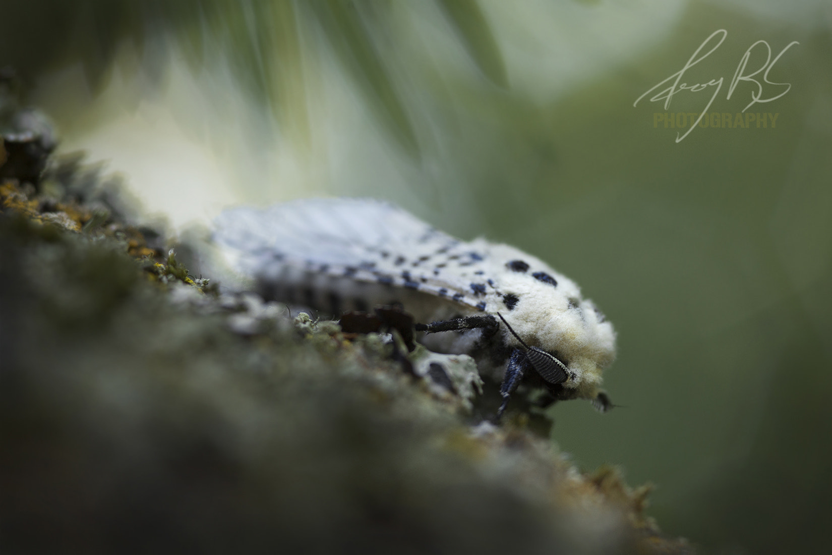 Canon EOS 6D + Sigma 105mm F2.8 EX DG Macro sample photo. Mr. speckle blue photography