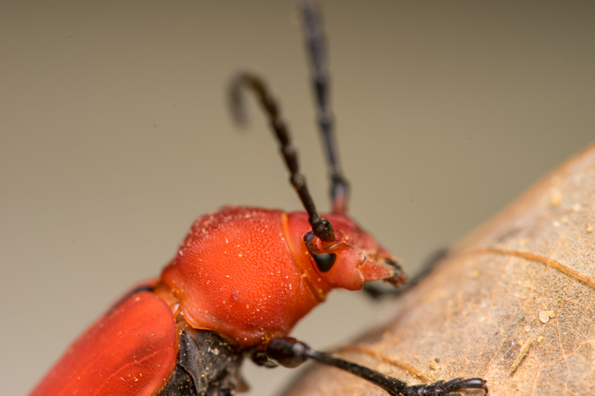 Sony a7 + Minolta AF 28-85mm F3.5-4.5 New sample photo. Red longhorn beetle (pyrrhidium sanguineum) photography