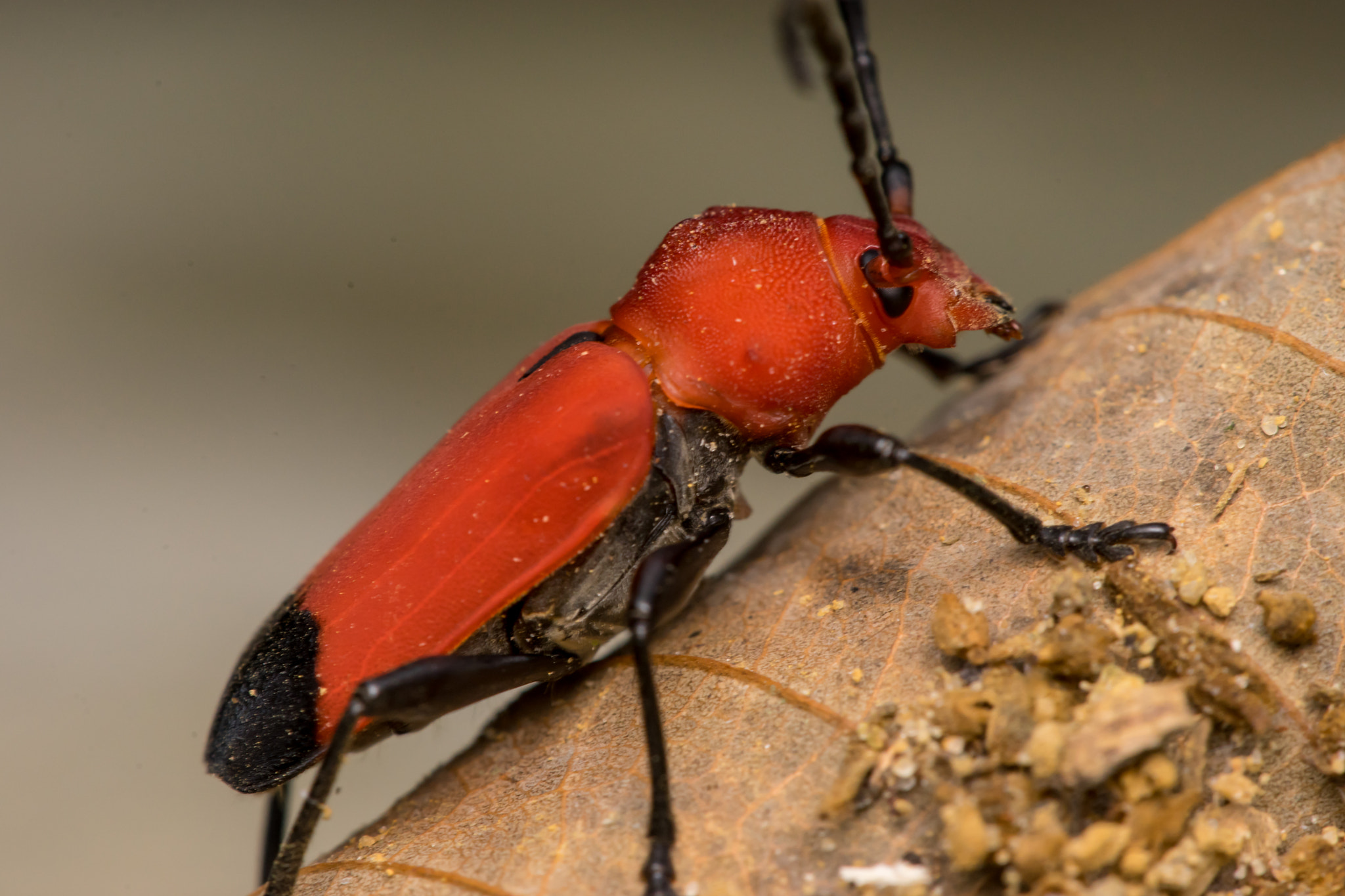 Sony a7 + Minolta AF 28-85mm F3.5-4.5 New sample photo. Red longhorn beetle (pyrrhidium sanguineum) photography