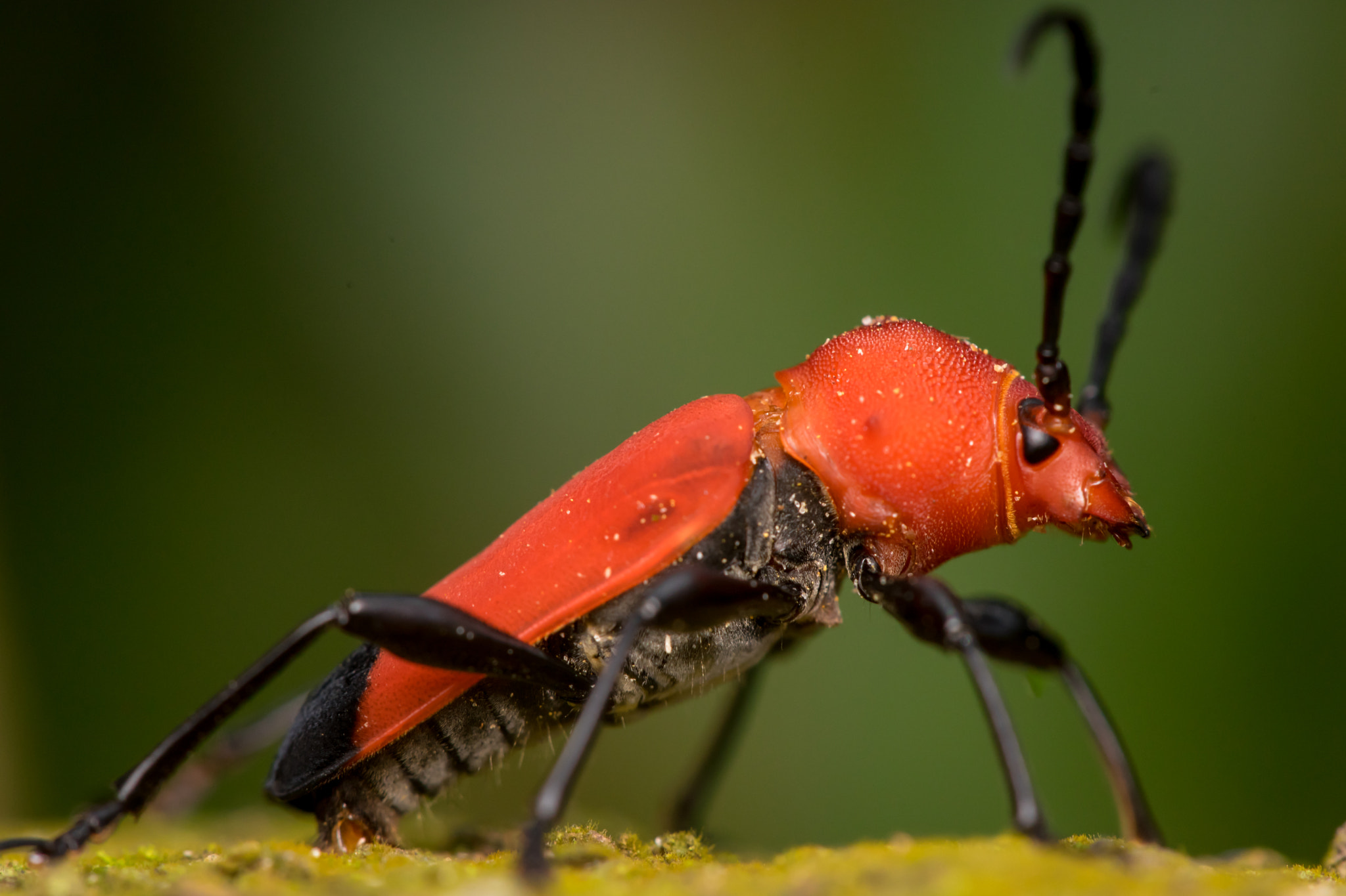 Sony a7 + Minolta AF 28-85mm F3.5-4.5 New sample photo. Red longhorn beetle (pyrrhidium sanguineum) photography