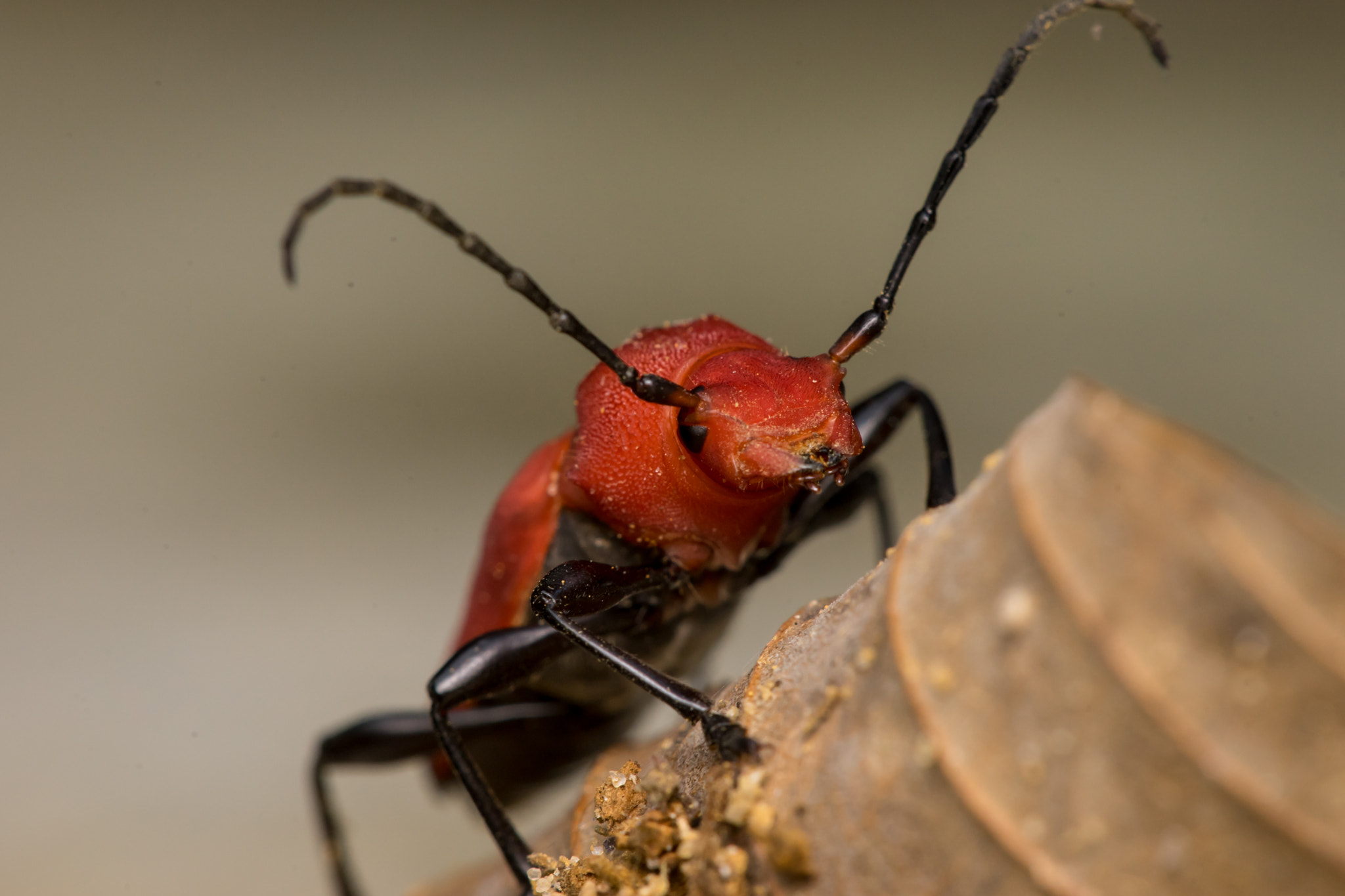 Sony a7 + Minolta AF 28-85mm F3.5-4.5 New sample photo. Red longhorn beetle (pyrrhidium sanguineum) photography