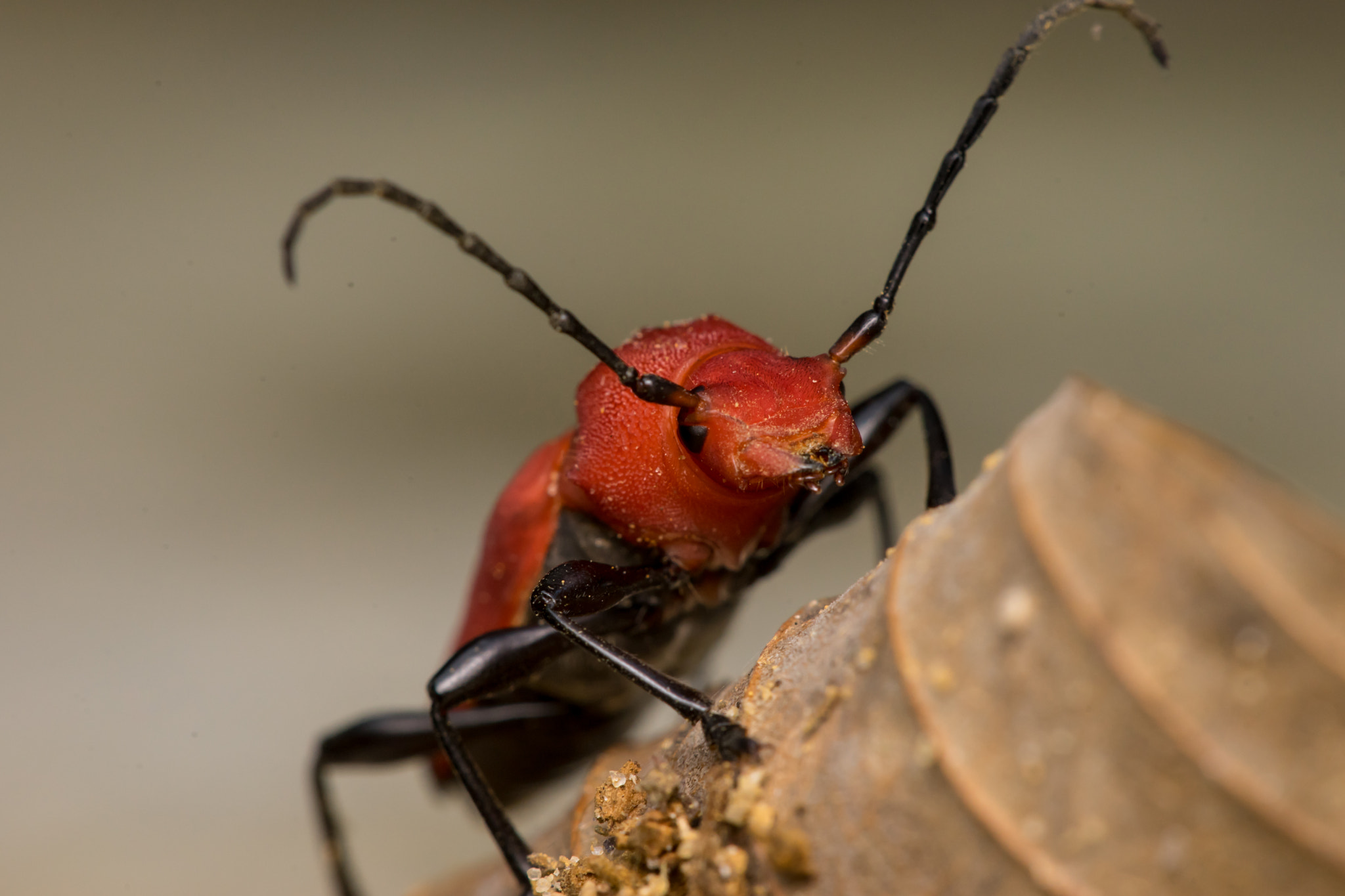 Minolta AF 28-85mm F3.5-4.5 New sample photo. Red longhorn beetle (pyrrhidium sanguineum) photography