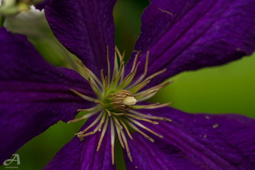 Nikon AF-S Micro-Nikkor 60mm F2.8G ED sample photo. Location. photography