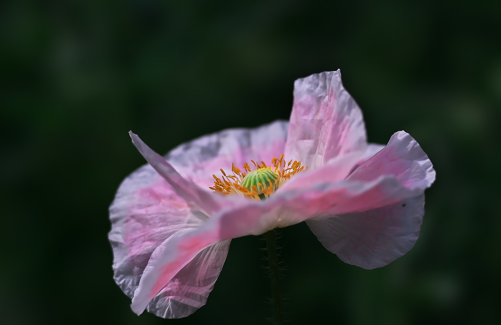 Sony a7 + 135mm F2.8[T4.5] STF sample photo. Poppy photography