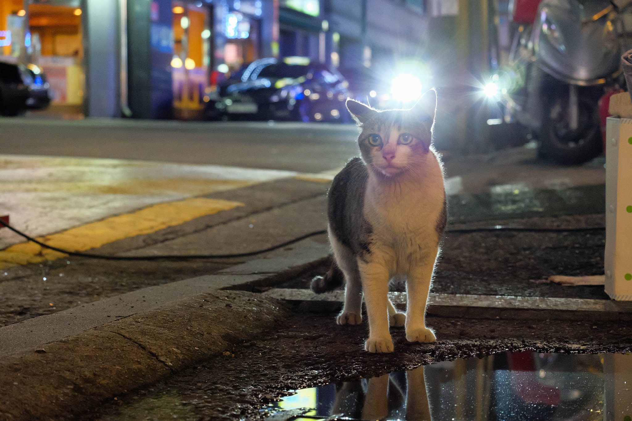 Fujifilm X-A2 + Fujifilm XC 50-230mm F4.5-6.7 OIS II sample photo. Even the darkness cant beat me. photography