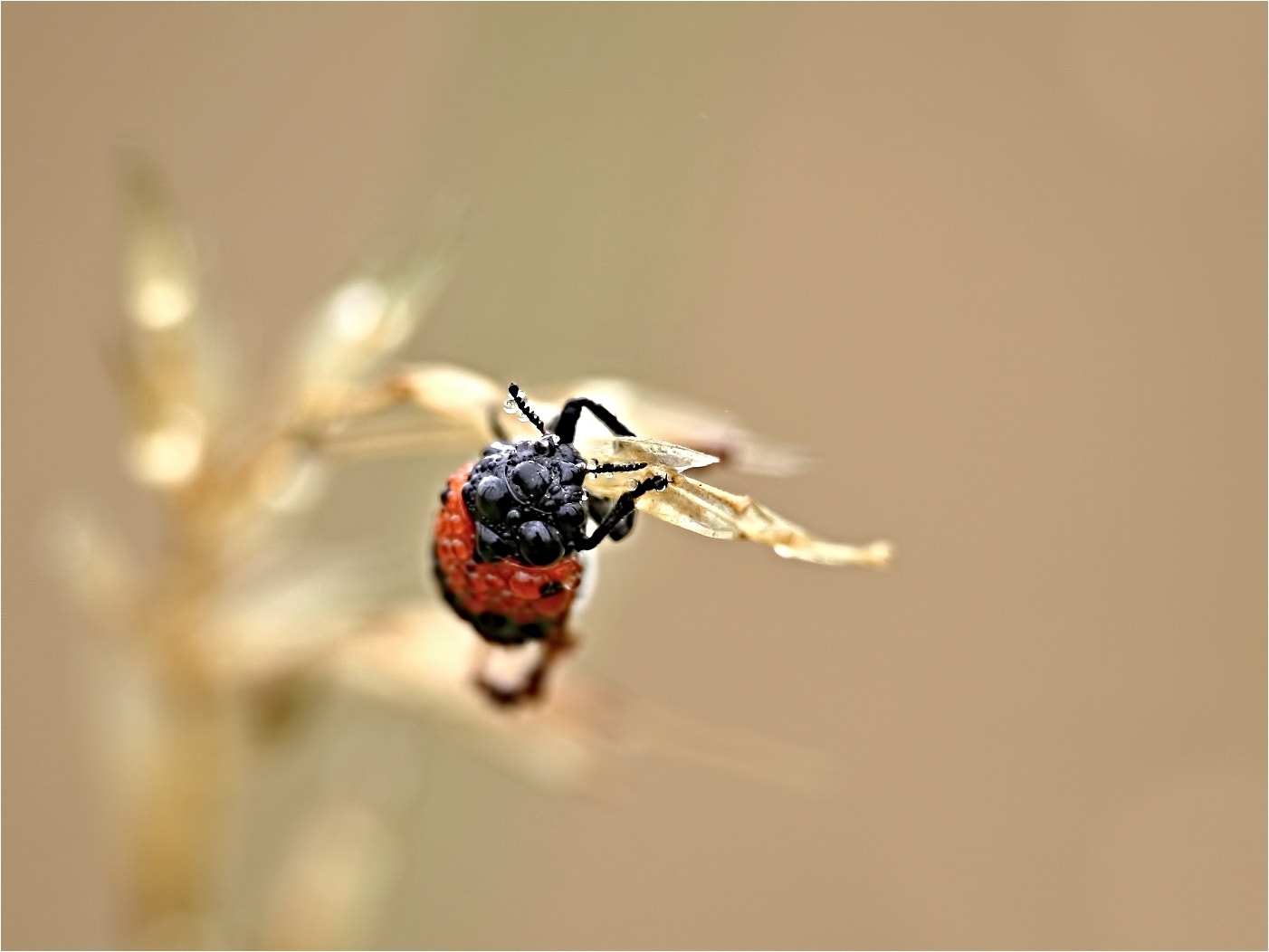 Canon EOS 1000D (EOS Digital Rebel XS / EOS Kiss F) sample photo. ... photography