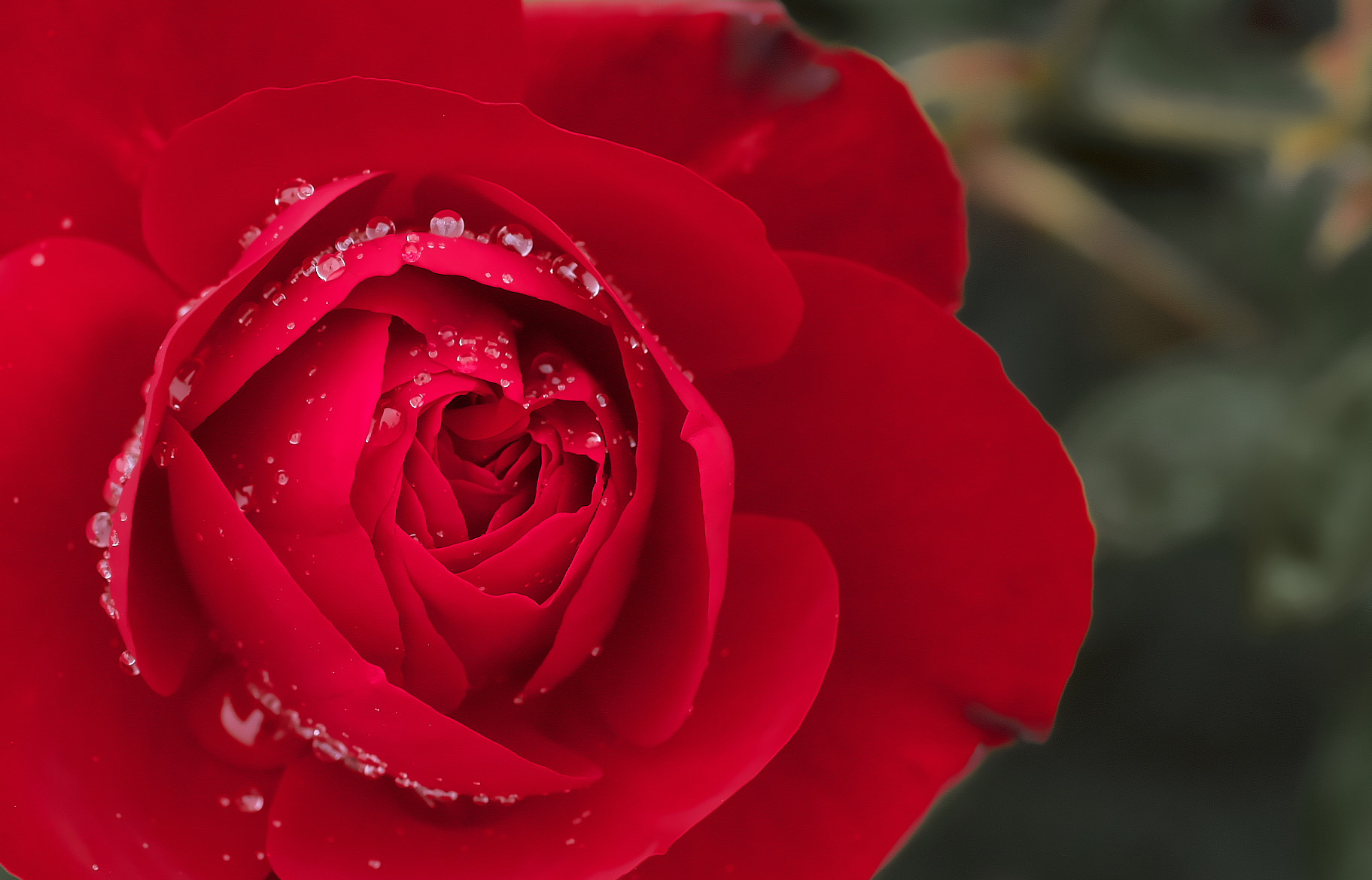 Pentax smc D-FA 100mm F2.8 Macro WR sample photo. Rose photography