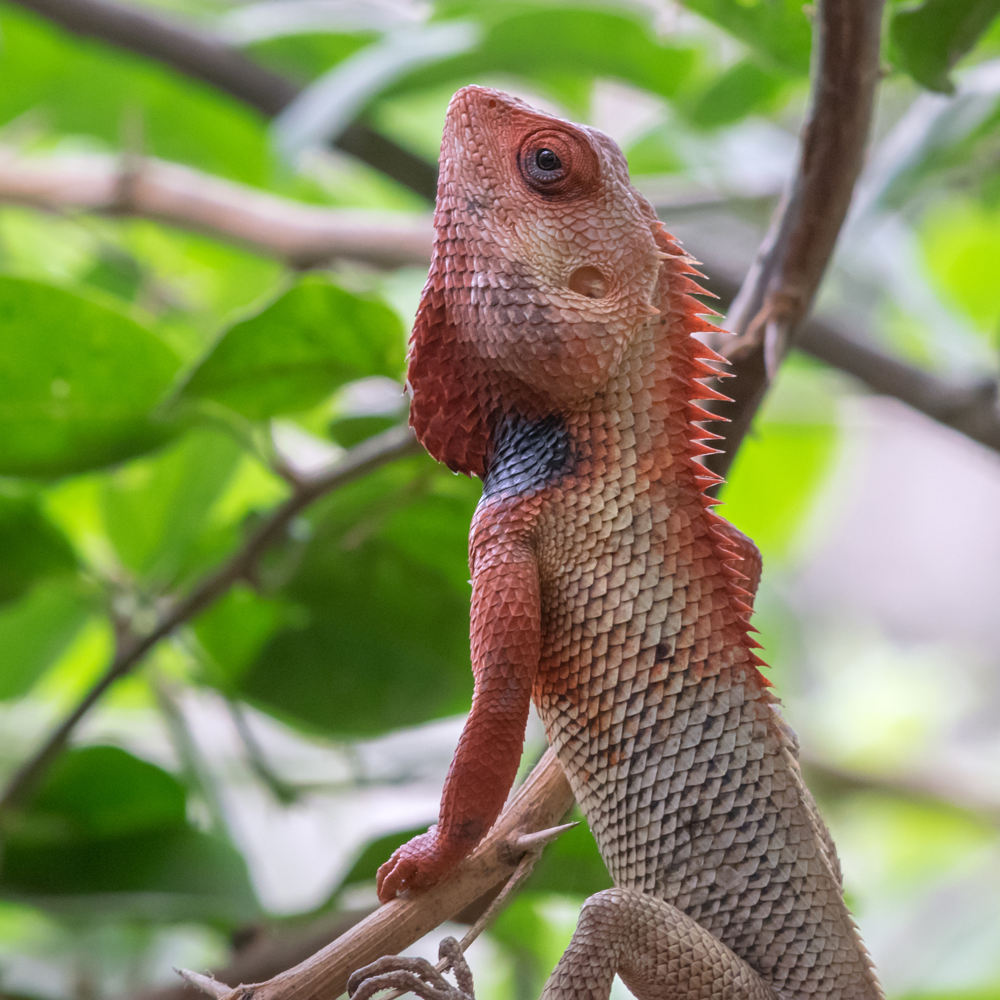 Nikon AF-Nikkor 80-200mm F2.8D ED sample photo. Oriental garden lizard photography