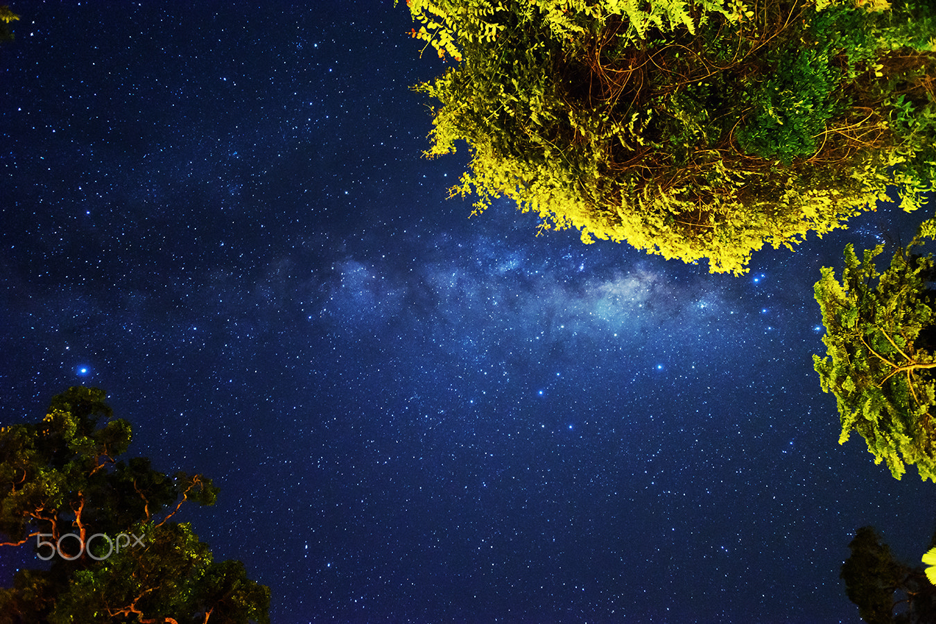 Sony a99 II sample photo. The night sky of the rainforest photography