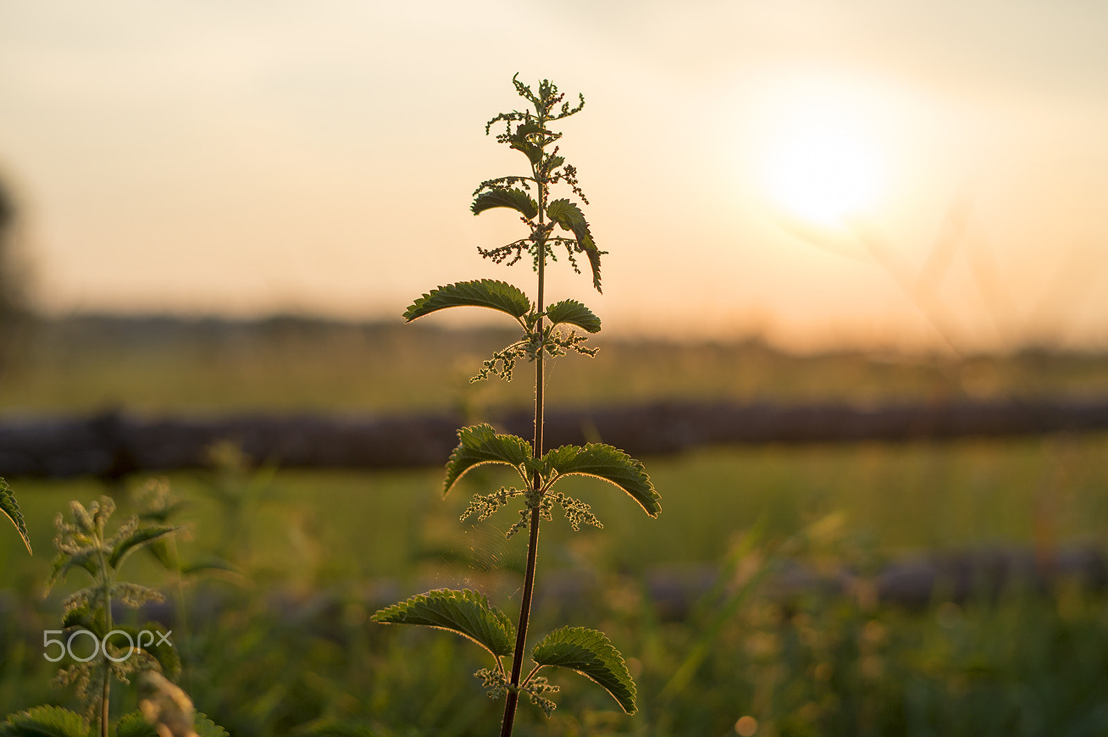 Nikon Df + Nikon AF-S Nikkor 58mm F1.4G sample photo. (x) photography