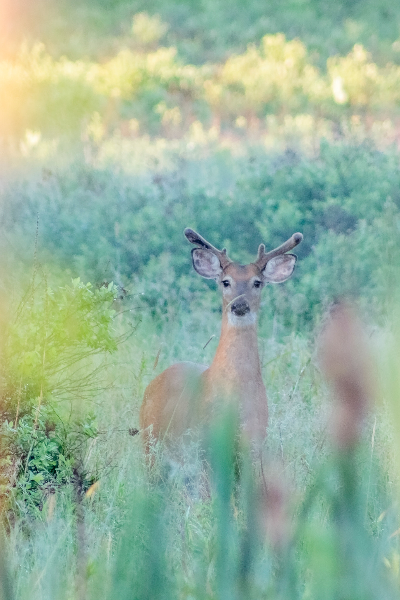 Canon EOS 50D + EF75-300mm f/4-5.6 sample photo. American white-tailed deer in the early morning hours in new hampshire photography
